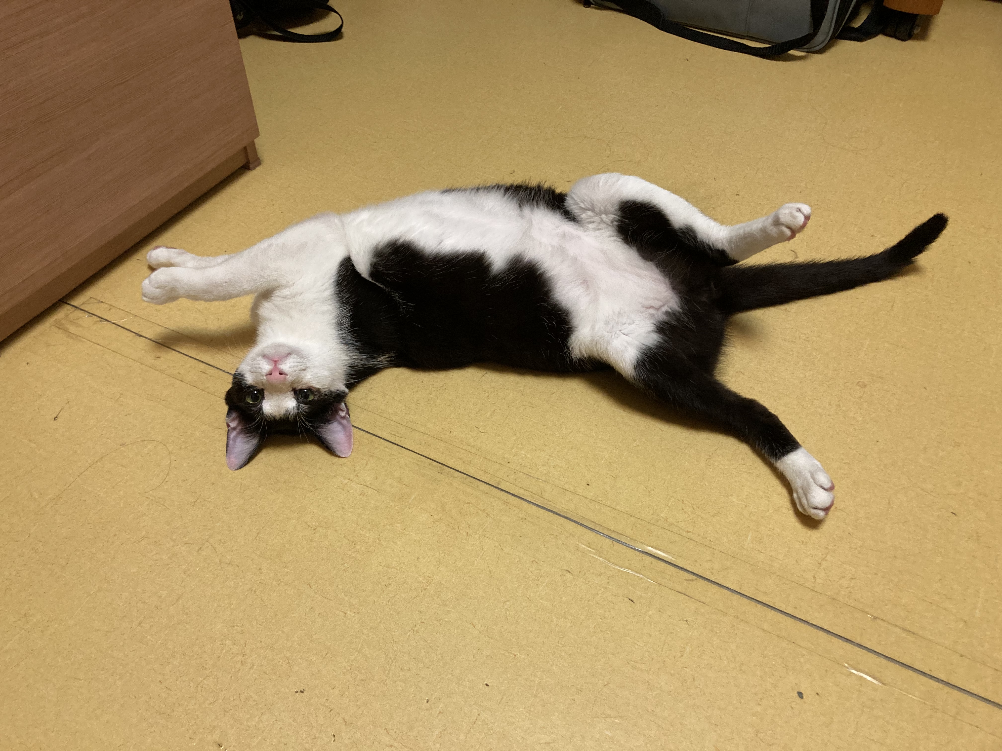 점점더 귀여워지는 금귤이 입양 후기:)