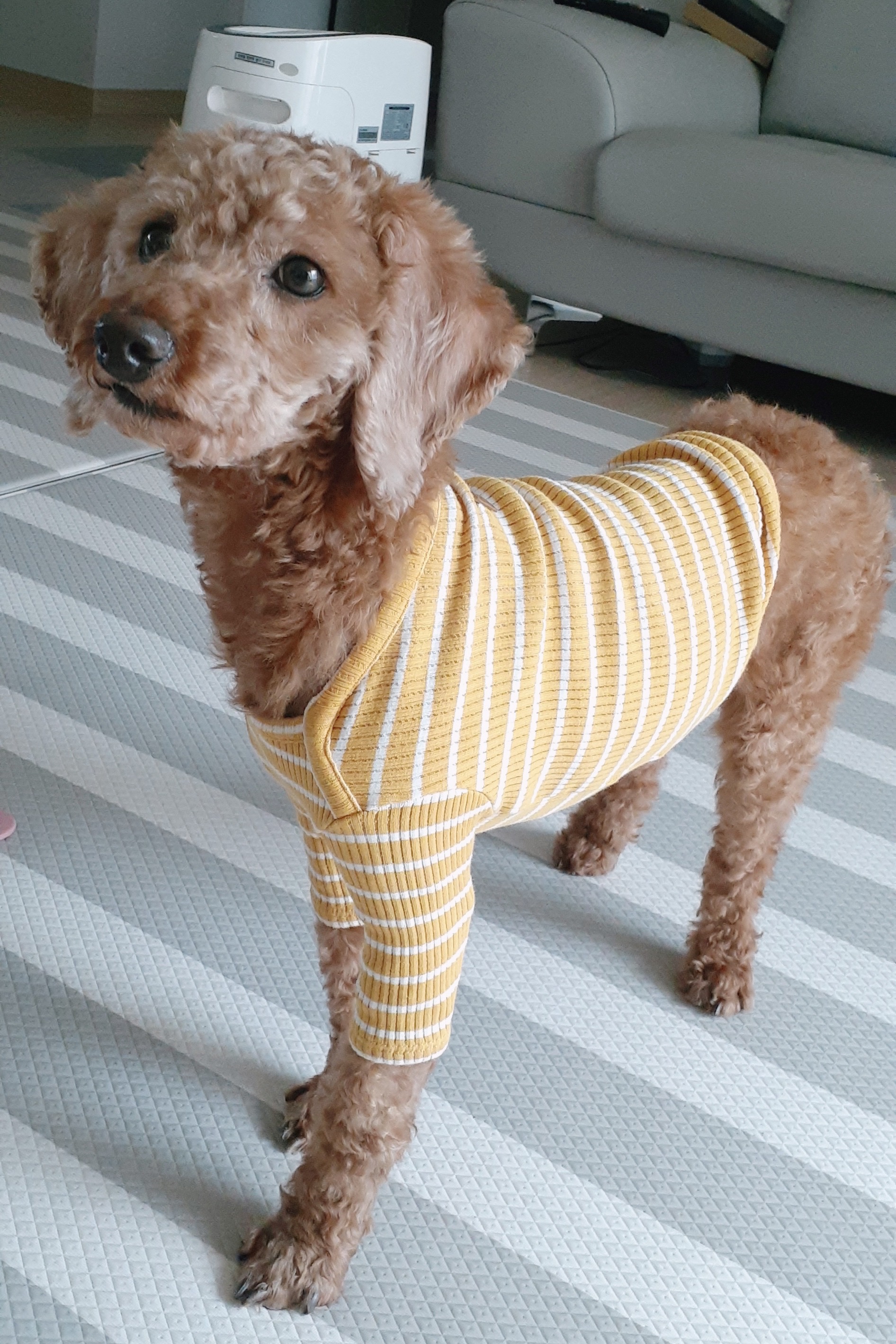 다올이가 달라졌어요(구.푸미 입양 한 달 후기)