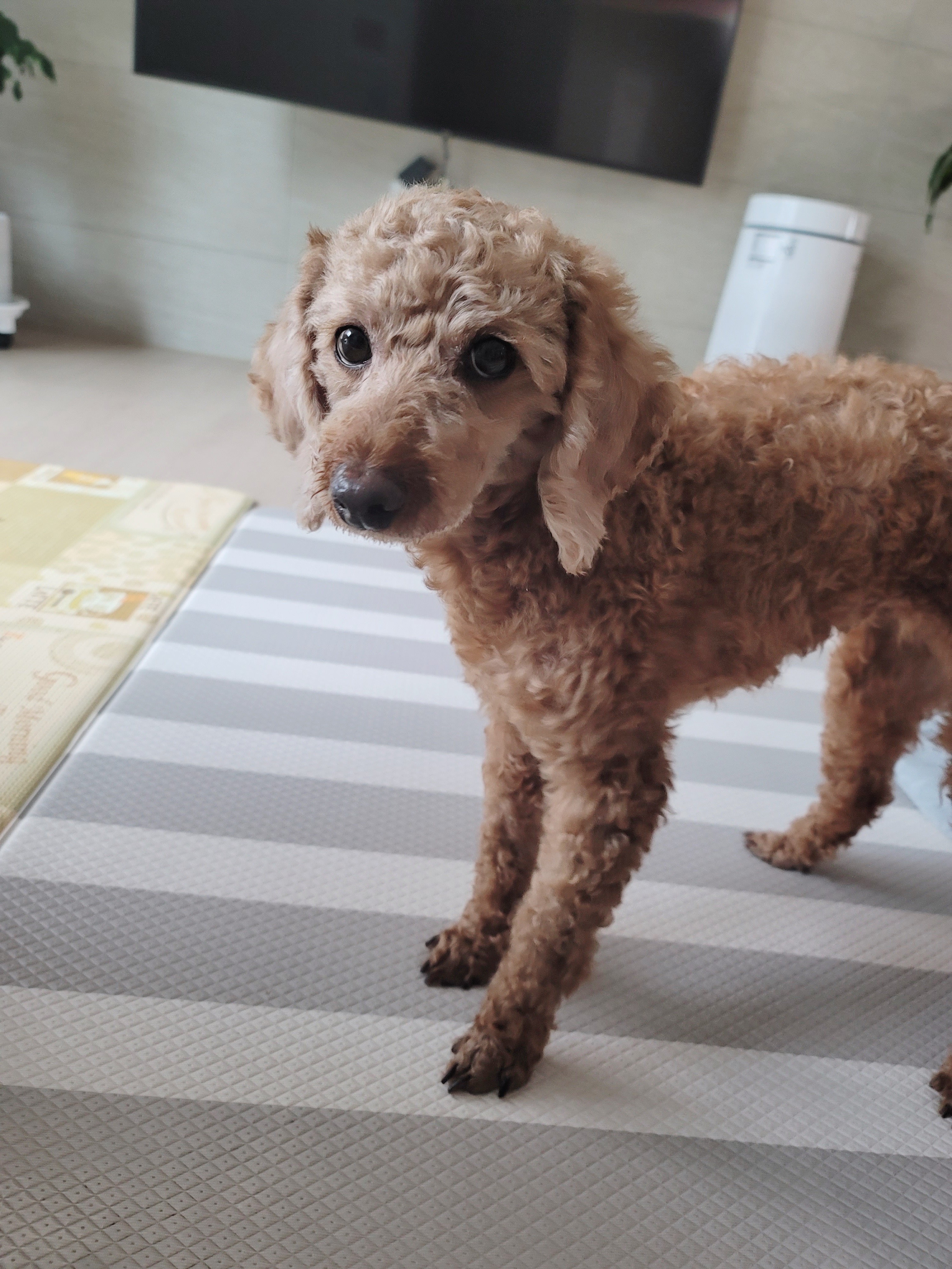 다올이가 달라졌어요(구.푸미 입양 한 달 후기)