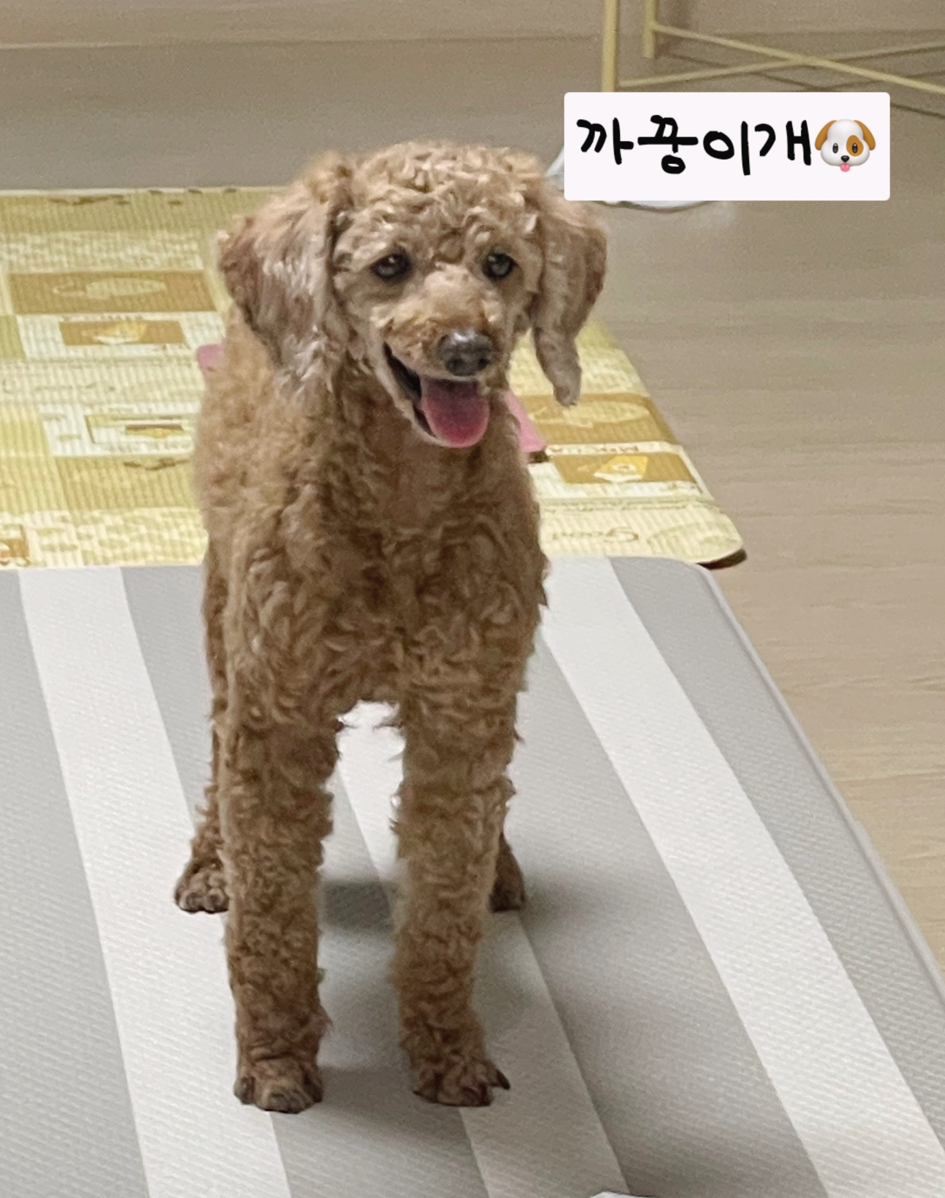 다올이가 달라졌어요(구.푸미 입양 한 달 후기)