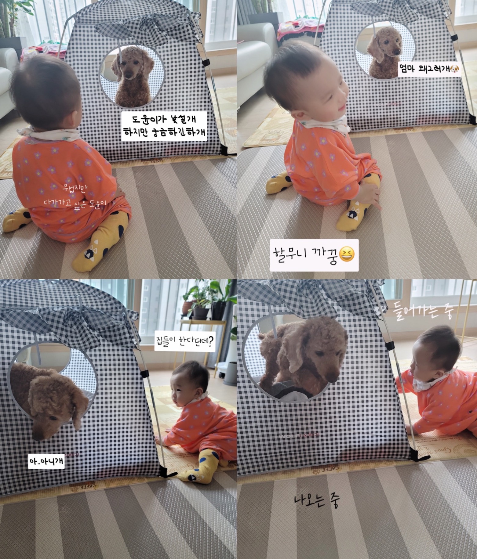 다올이가 달라졌어요(구.푸미 입양 한 달 후기)