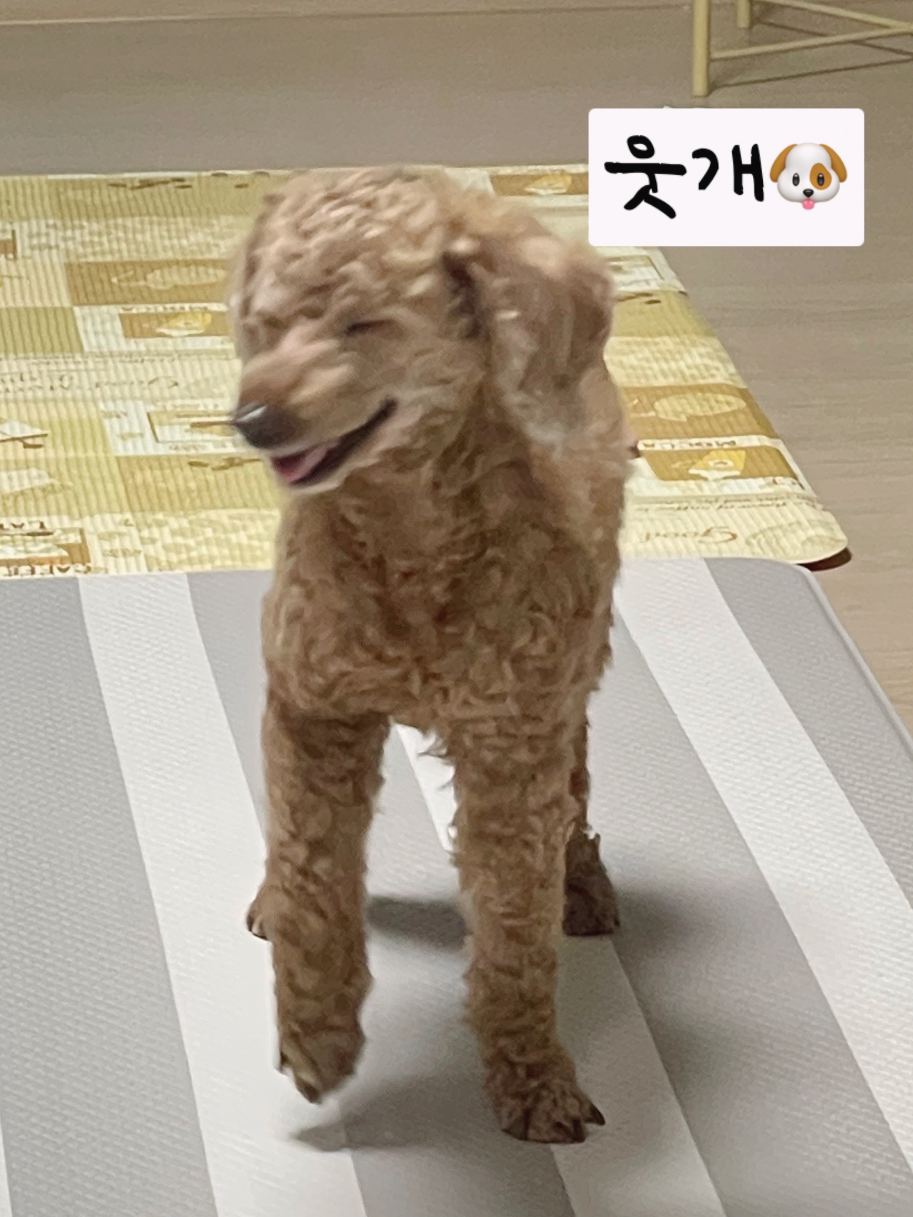 다올이가 달라졌어요(구.푸미 입양 한 달 후기)