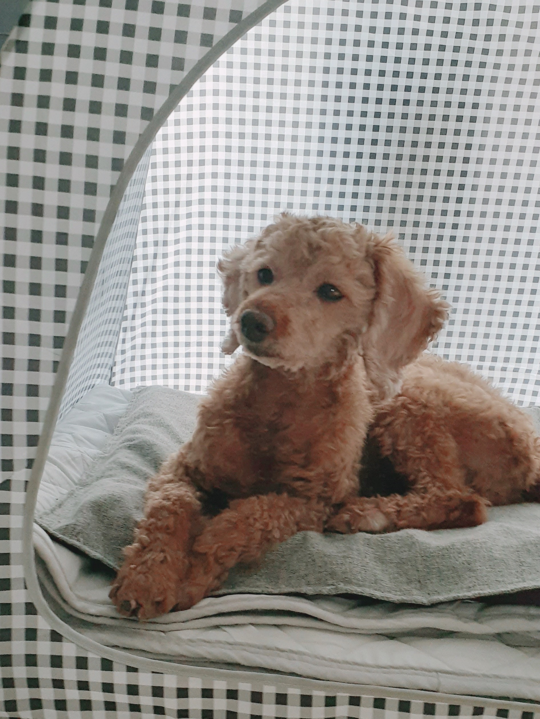 다올이가 달라졌어요(구.푸미 입양 한 달 후기)