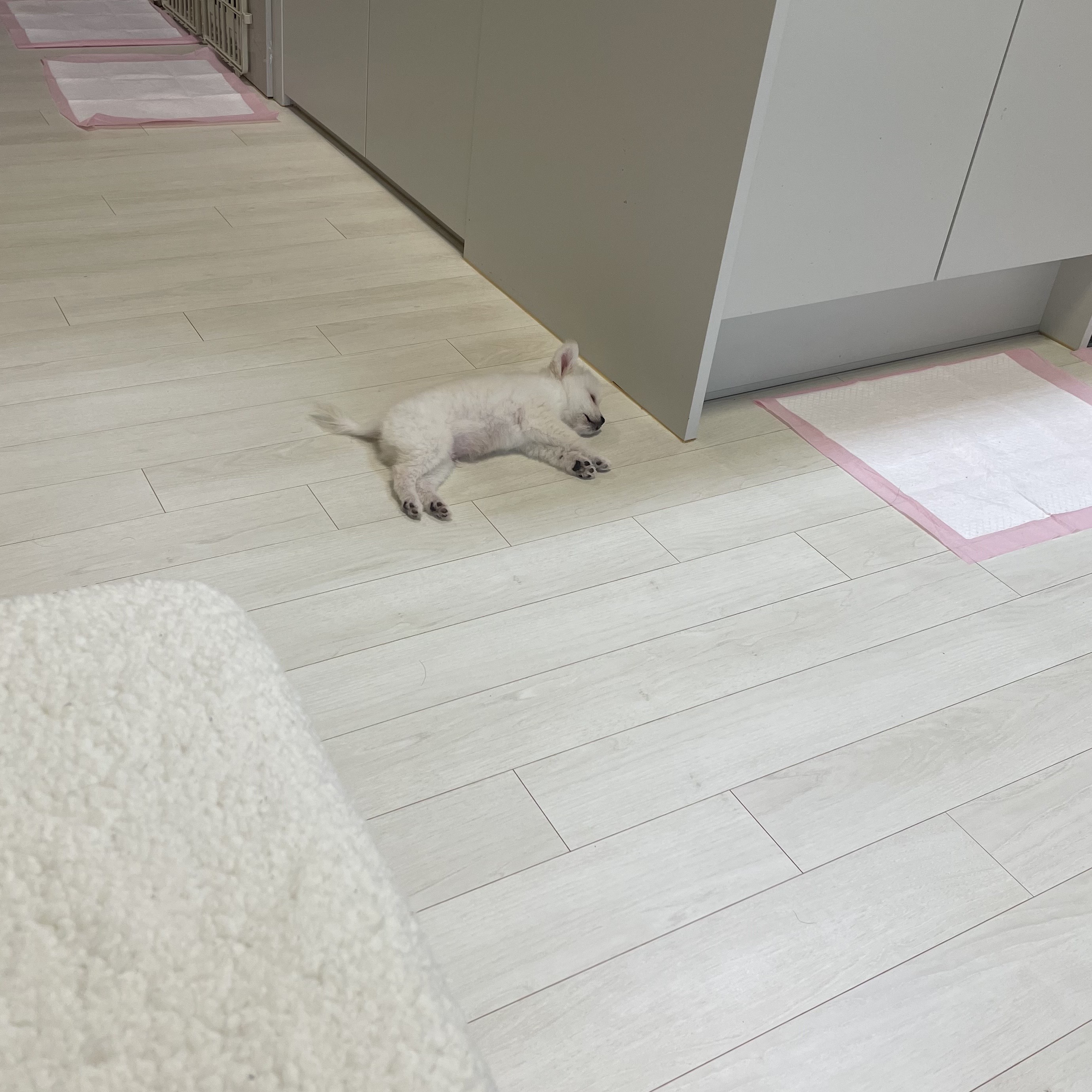 용식이(곤지암 송오)일주일 성장기