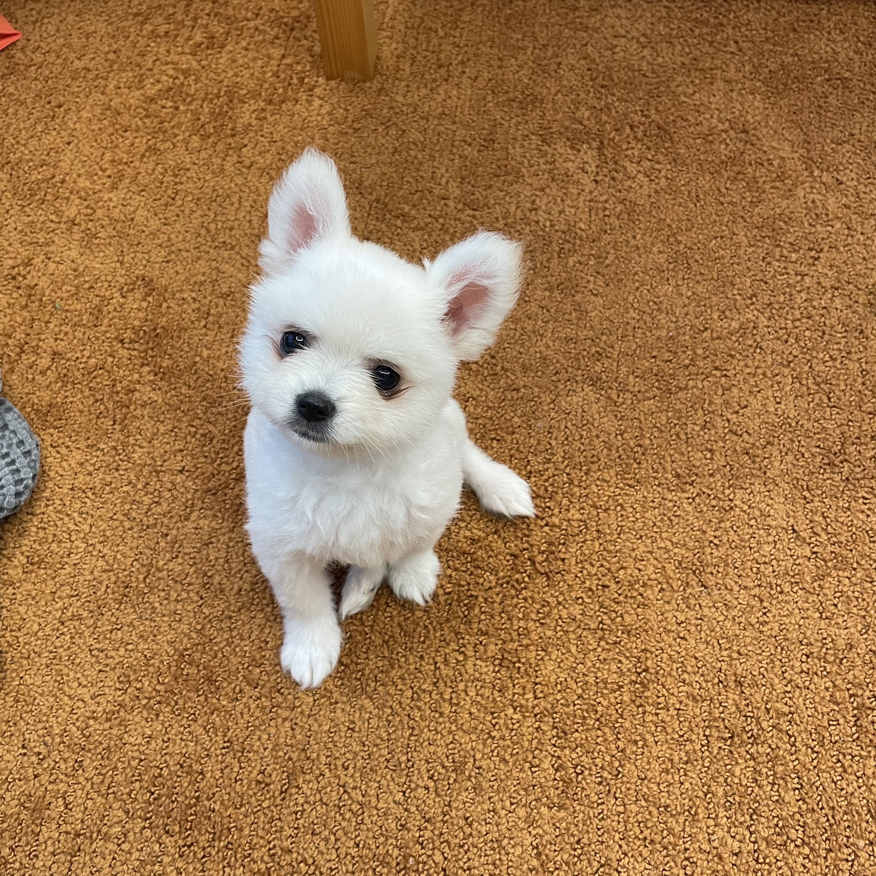 용식이(곤지암 송오)일주일 성장기