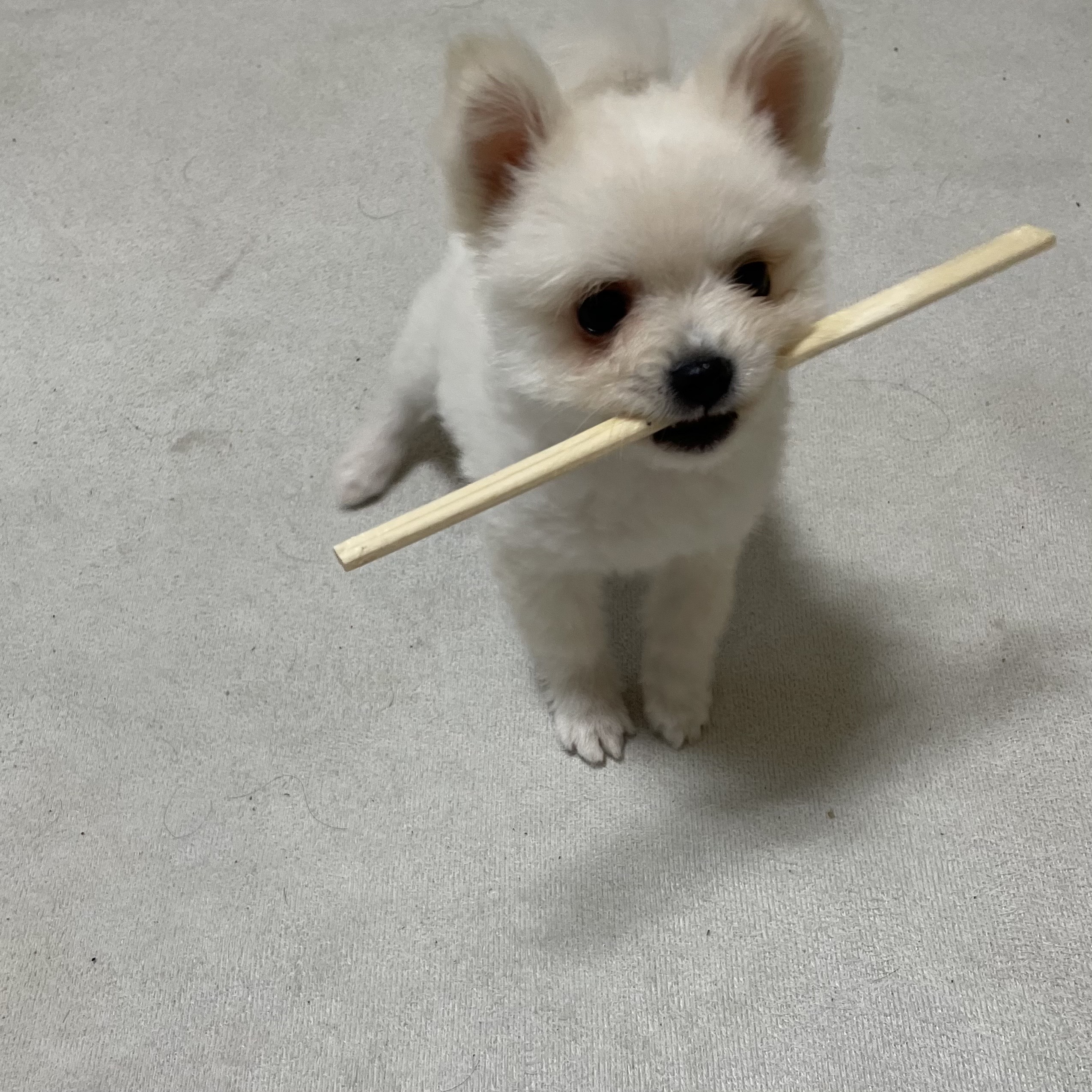 용식이(곤지암 송오)일주일 성장기