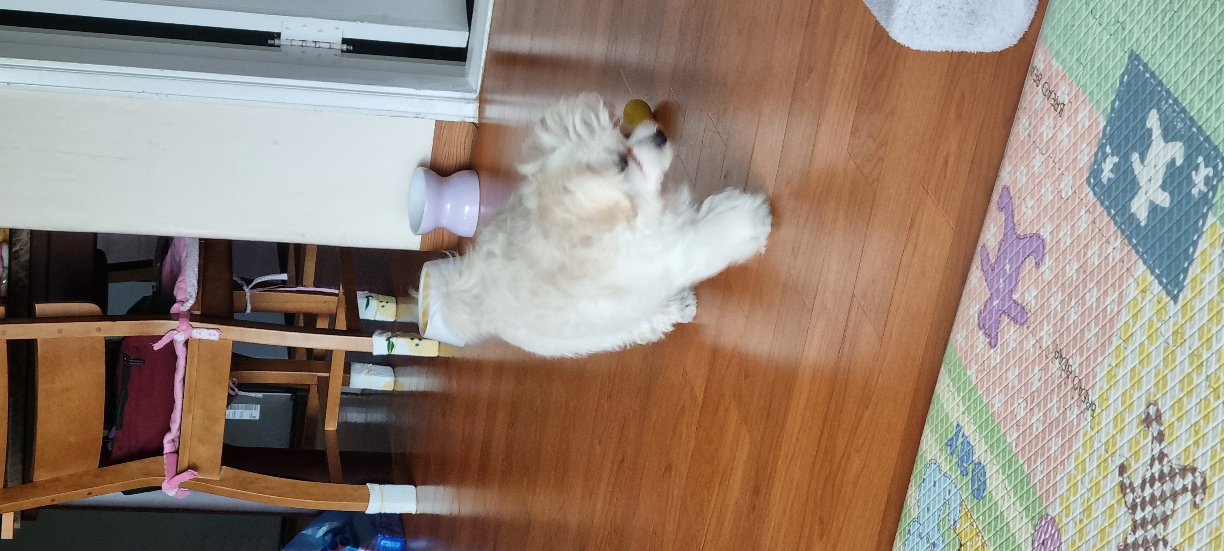 구름이 (곤지암 청일이)한달이나 지났어요