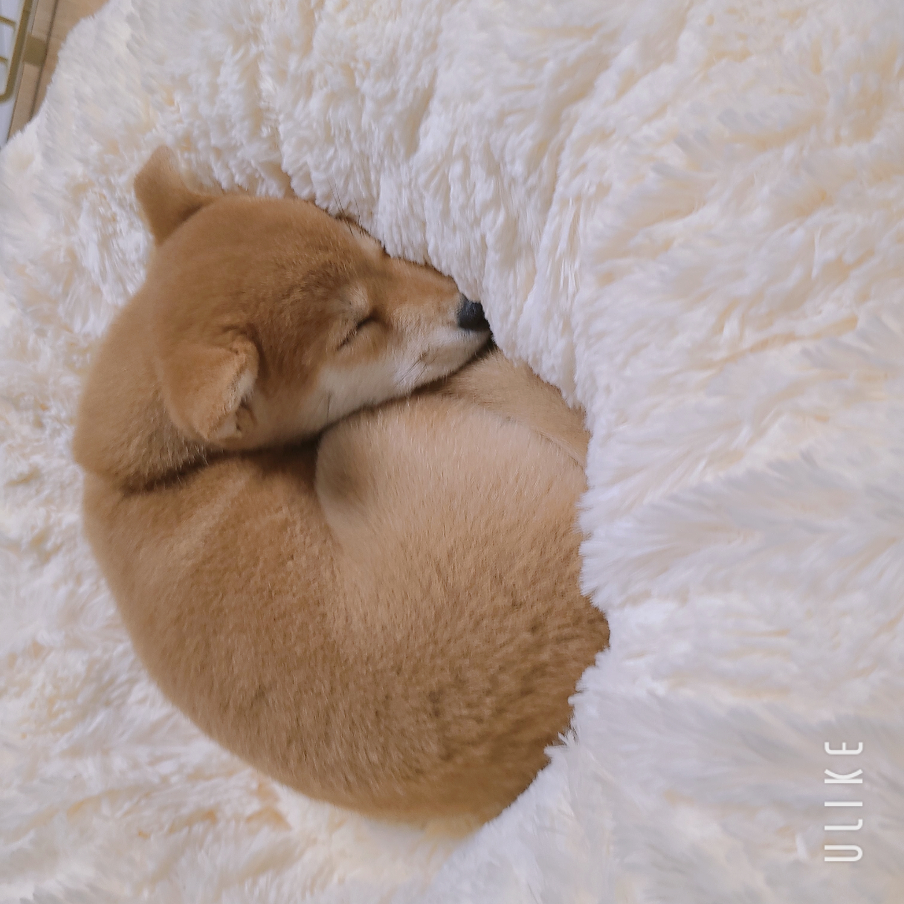 시바견 오시(세찌) 입양후기