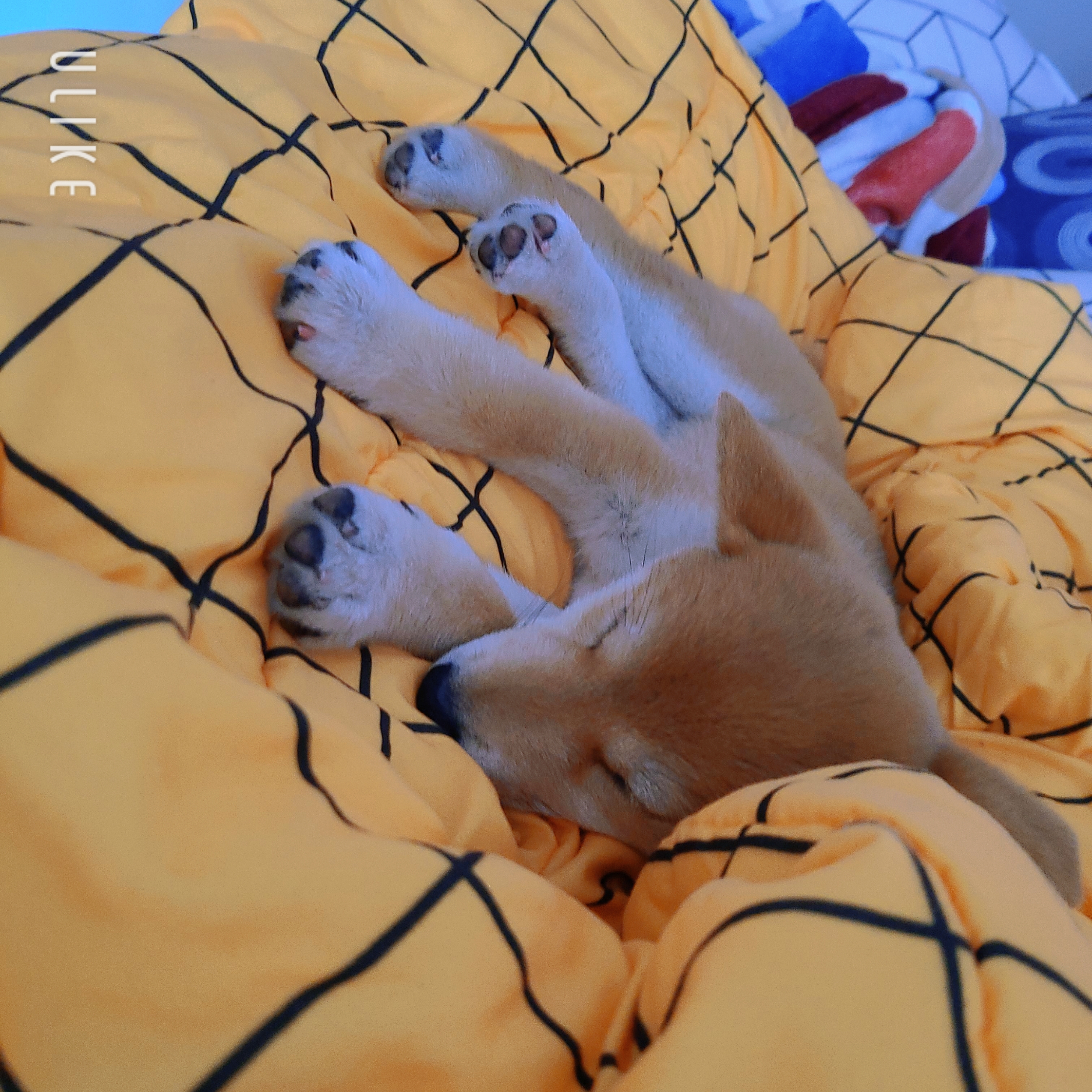 시바견 오시(세찌) 입양후기