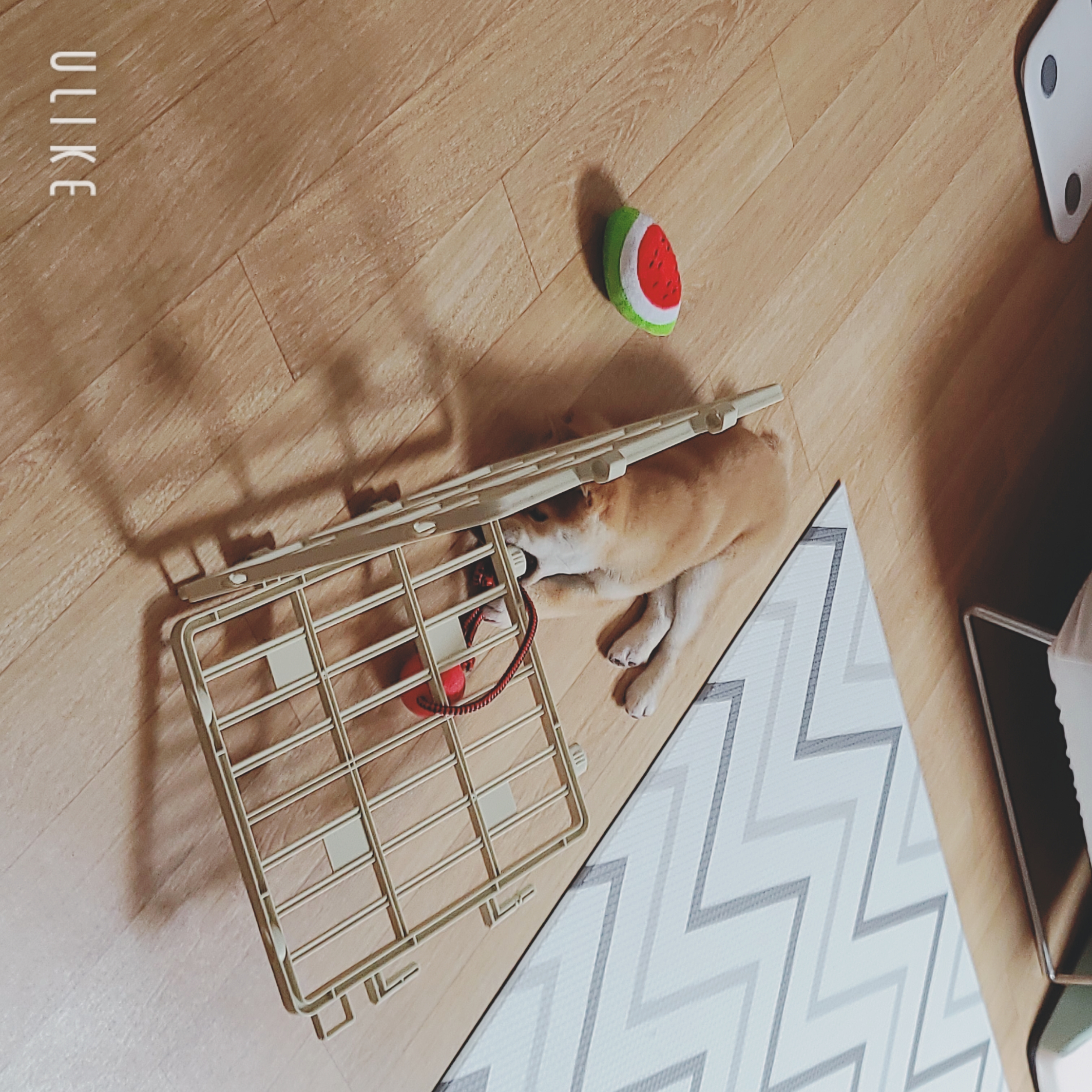 시바견 오시(세찌) 입양후기