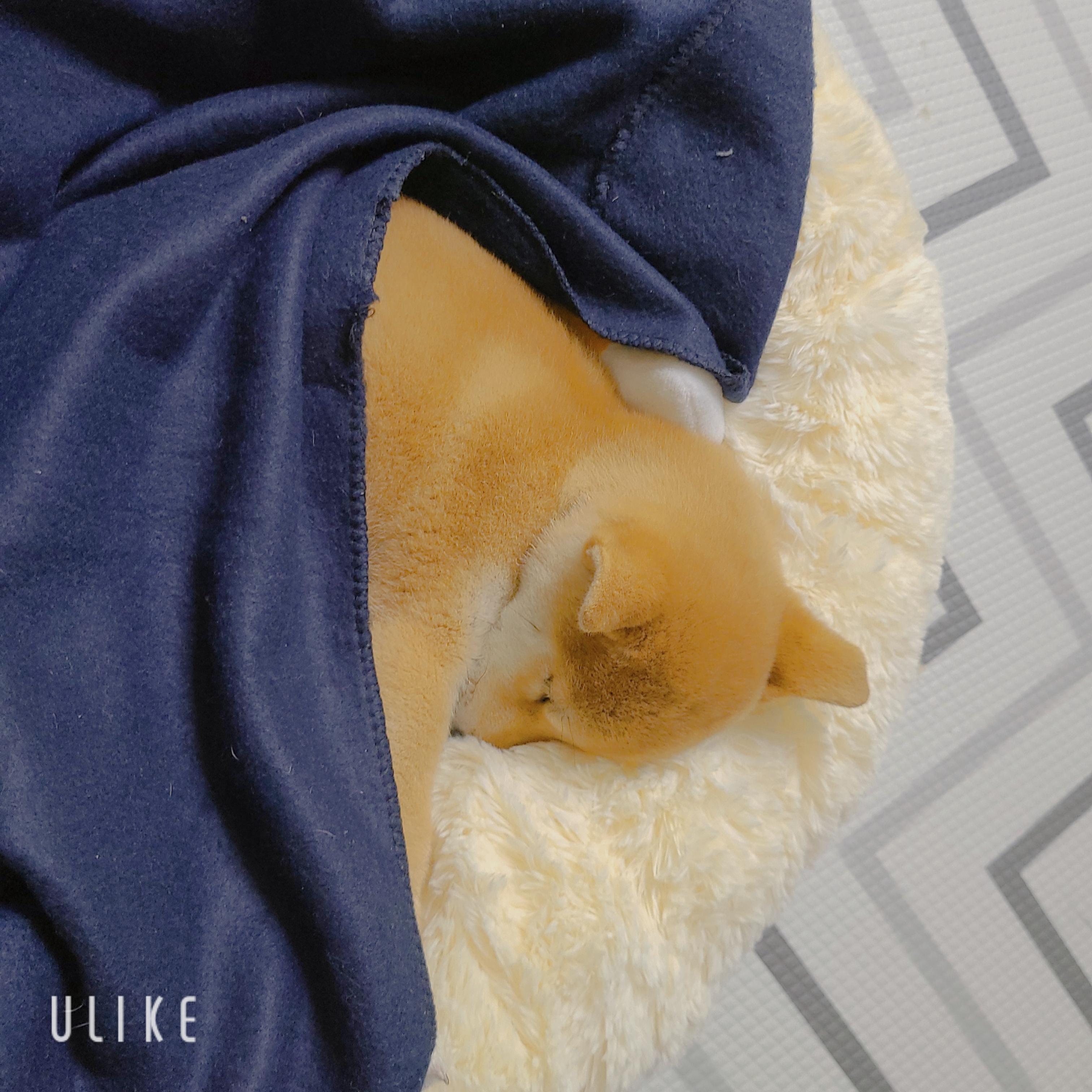 시바견 오시(세찌) 입양후기