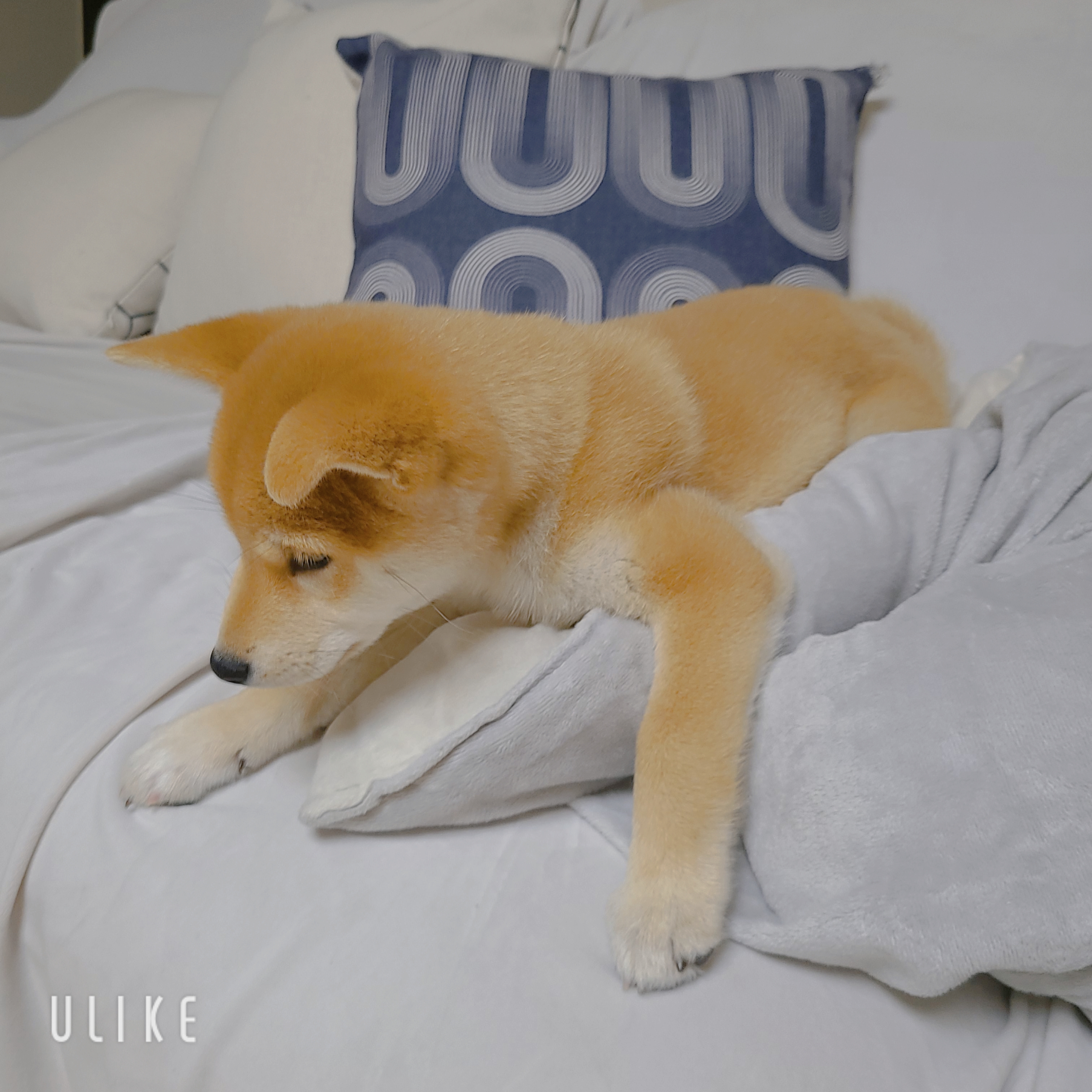 시바견 오시(세찌) 입양후기