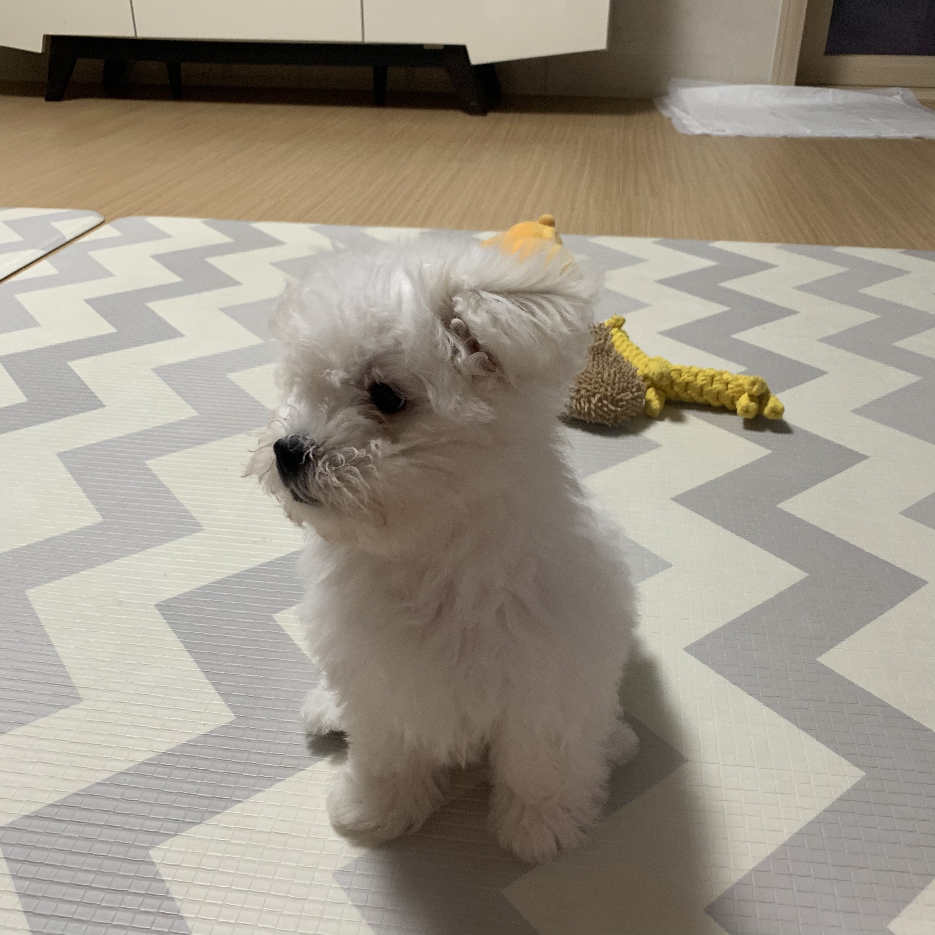 하일이 입양 한달 후기