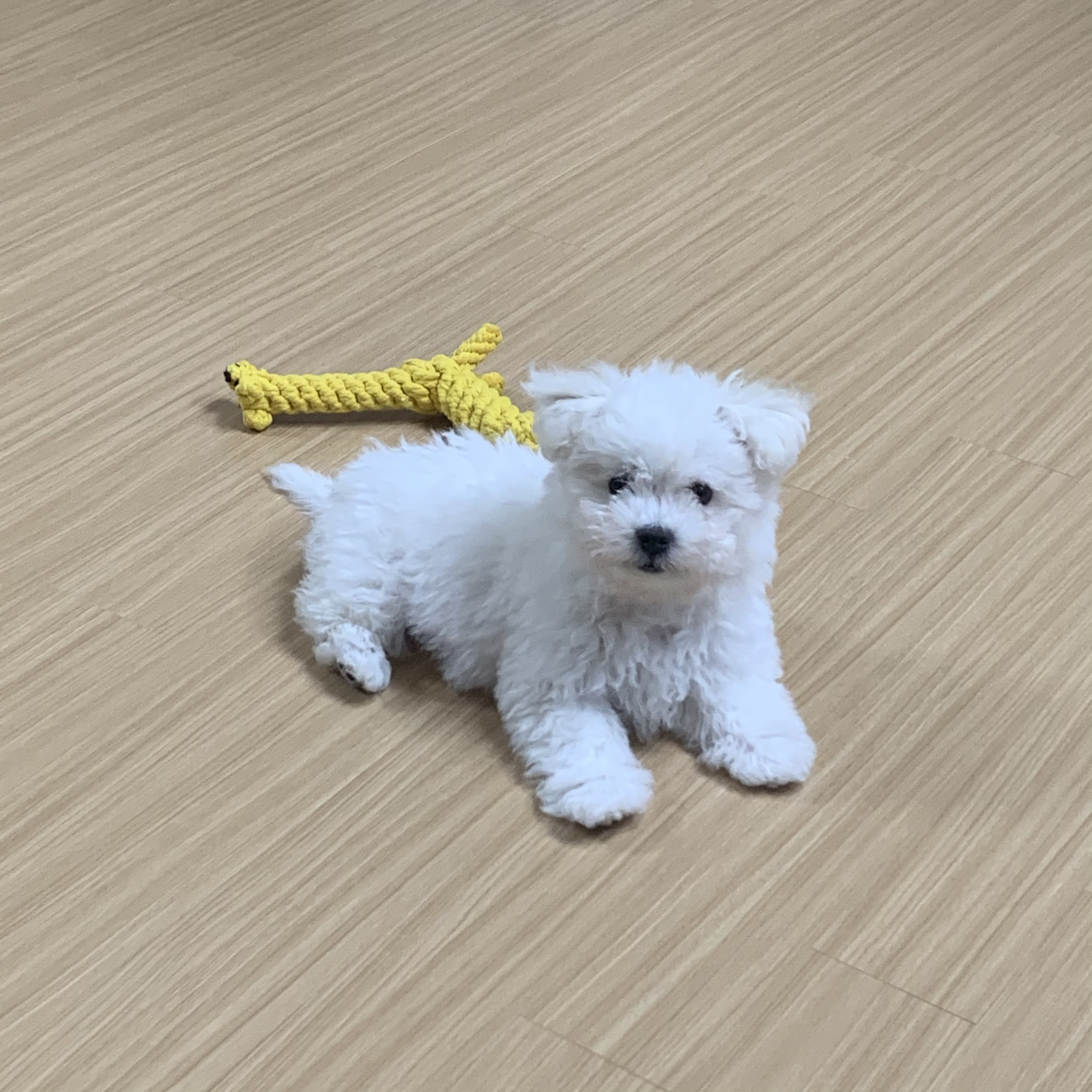 하일이 입양 한달 후기