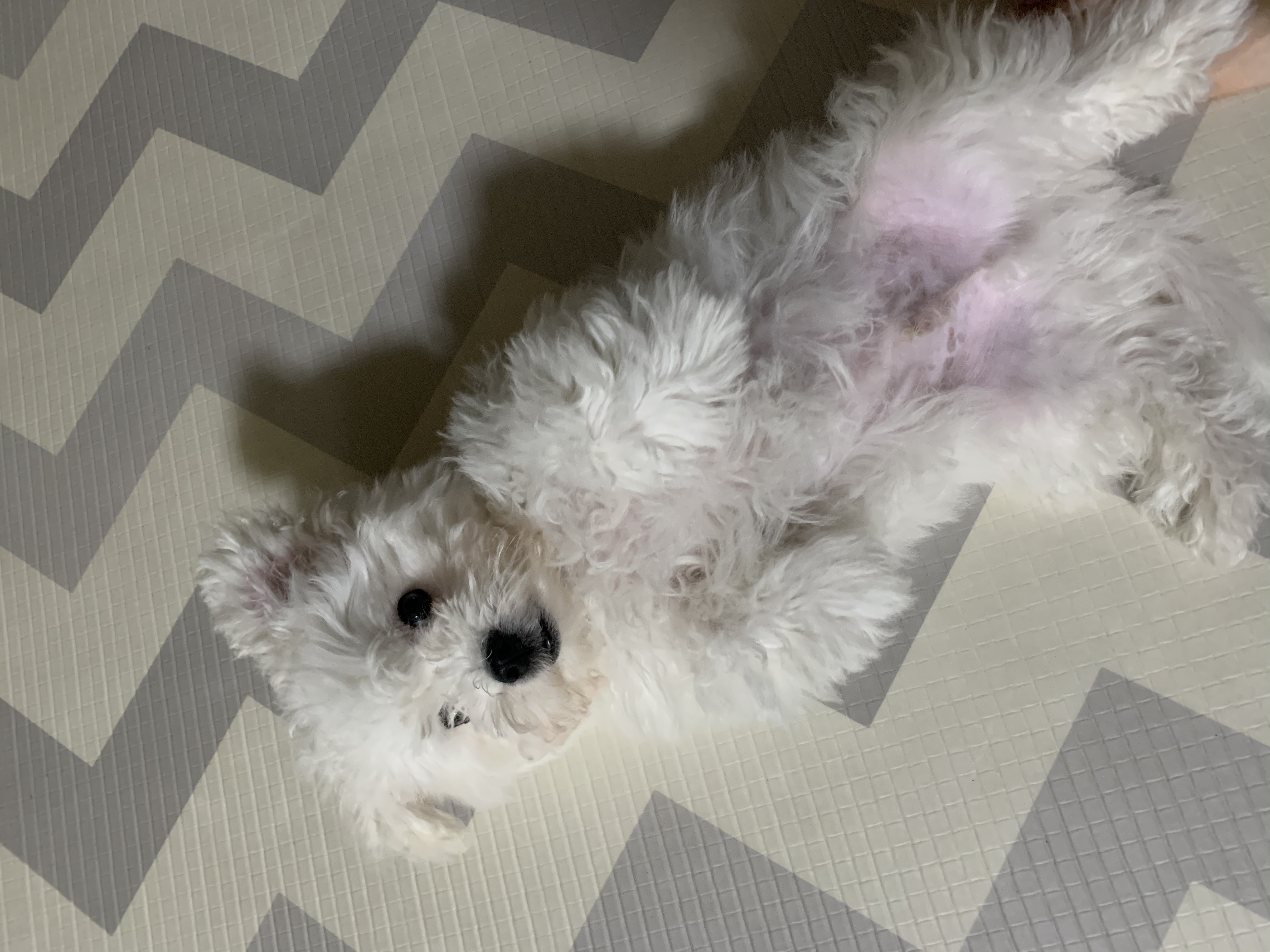 하일이 입양 한달 후기