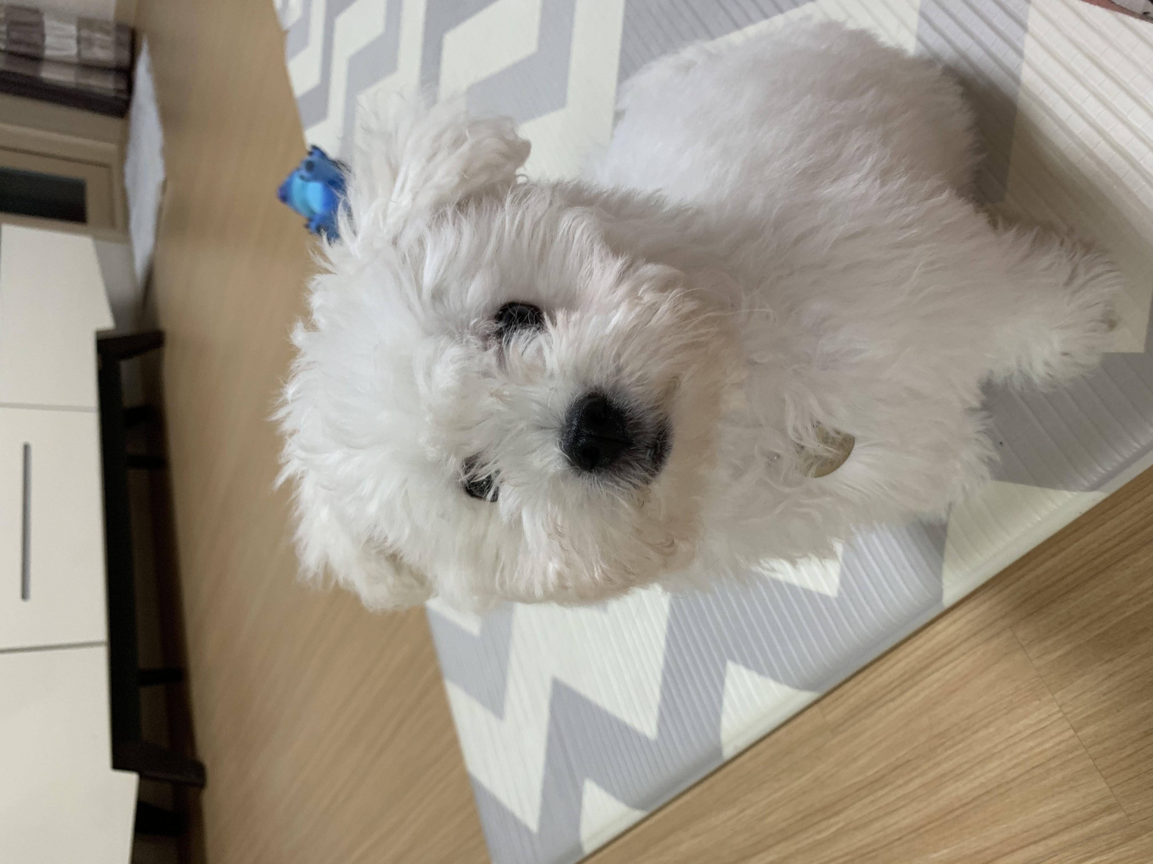 하일이 입양 한달 후기