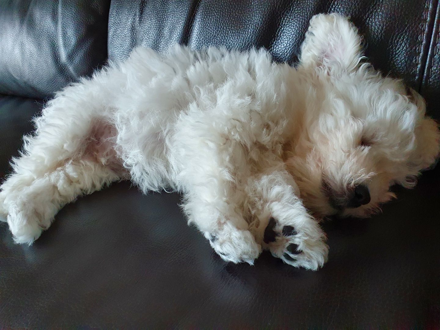 하일이 입양 한달 후기