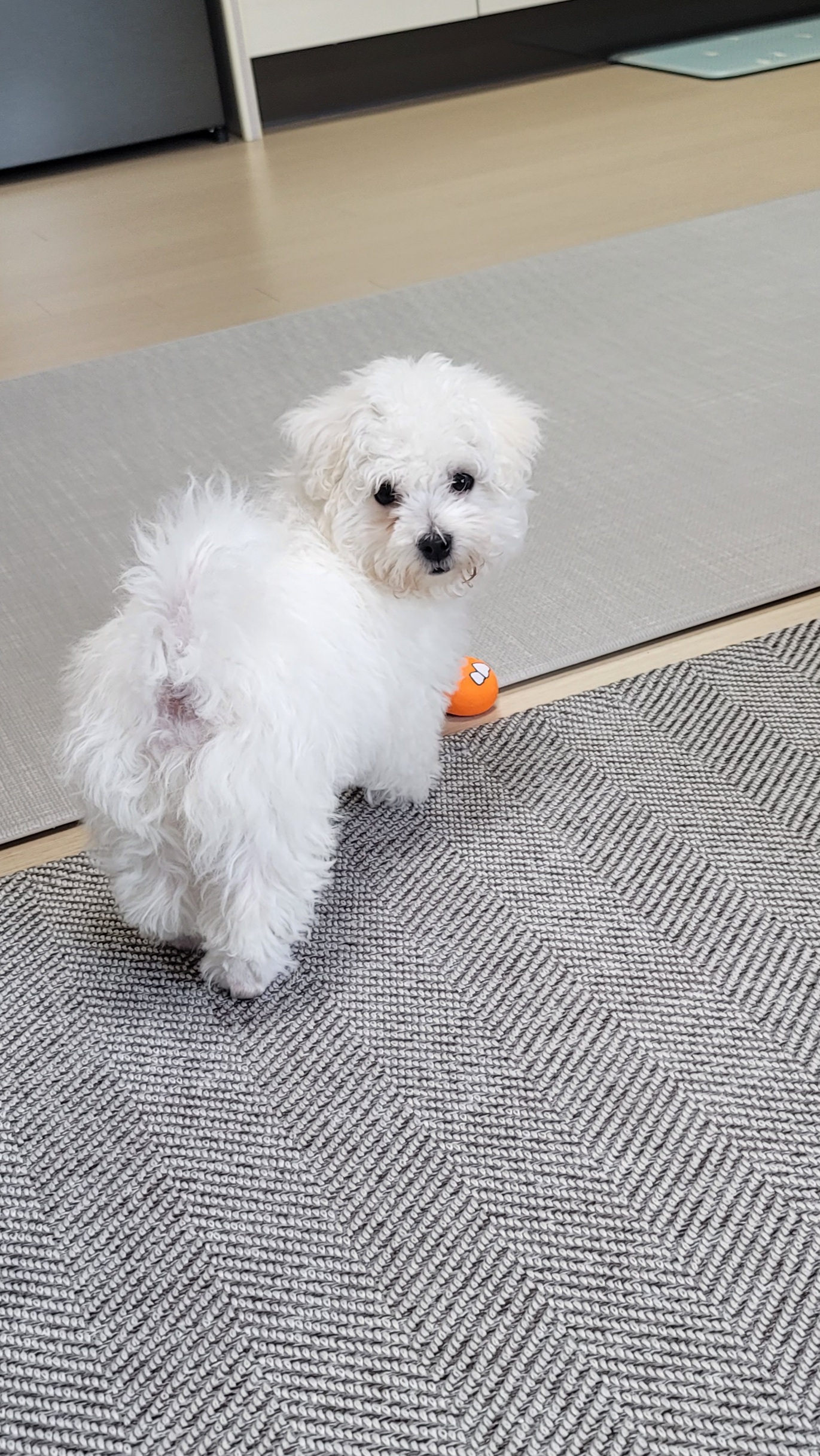 하음(구름)이 하삼(봄)이 소식이에요~