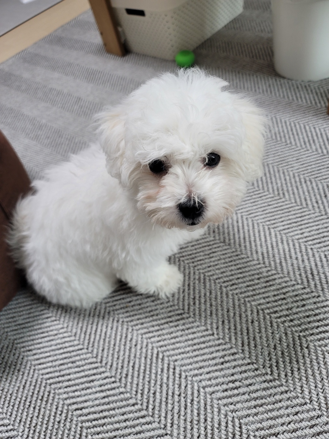 하음(구름)이 하삼(봄)이 소식이에요~