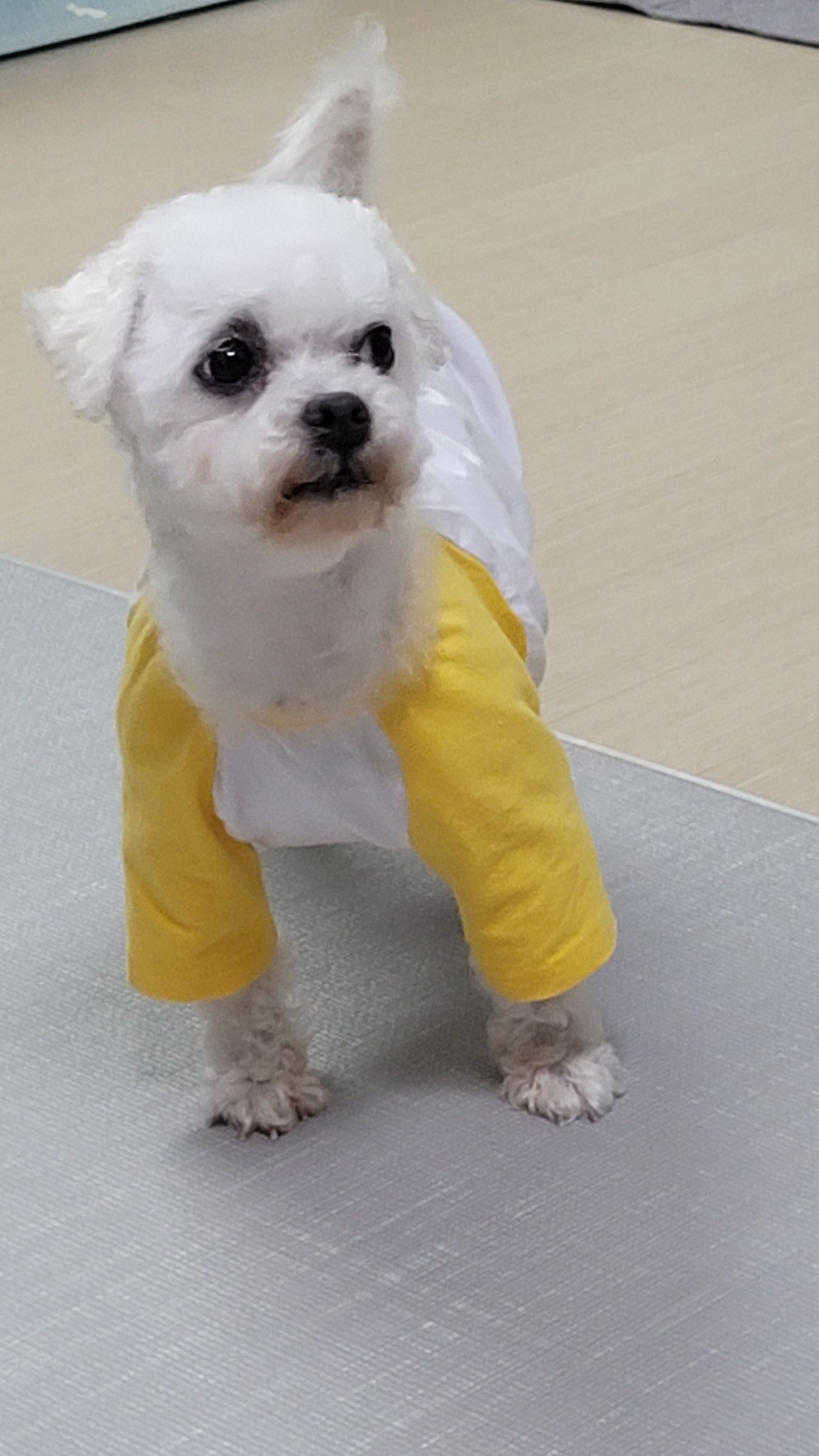 하음(구름)이 하삼(봄)이 소식이에요~