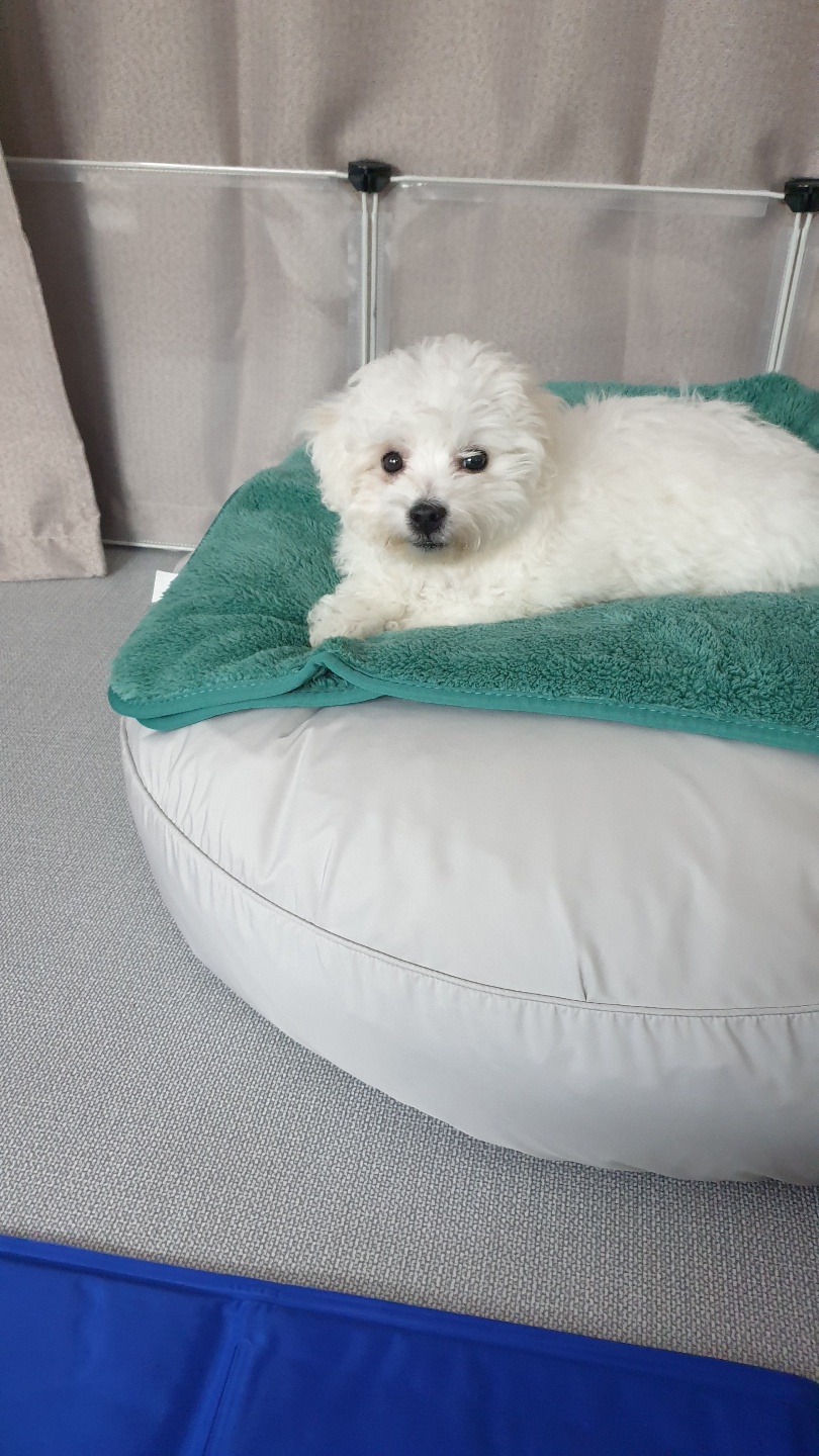 하음(구름)이 하삼(봄)이 소식이에요~