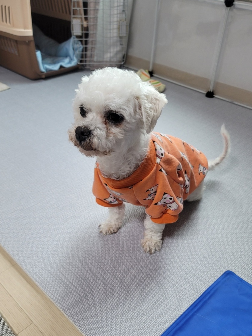 하음(구름)이 하삼(봄)이 소식이에요~