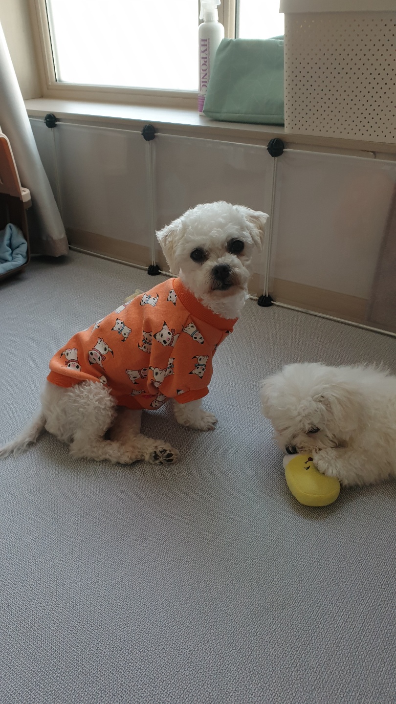 하음(구름)이 하삼(봄)이 소식이에요~