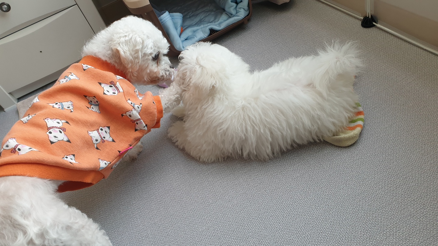 하음(구름)이 하삼(봄)이 소식이에요~