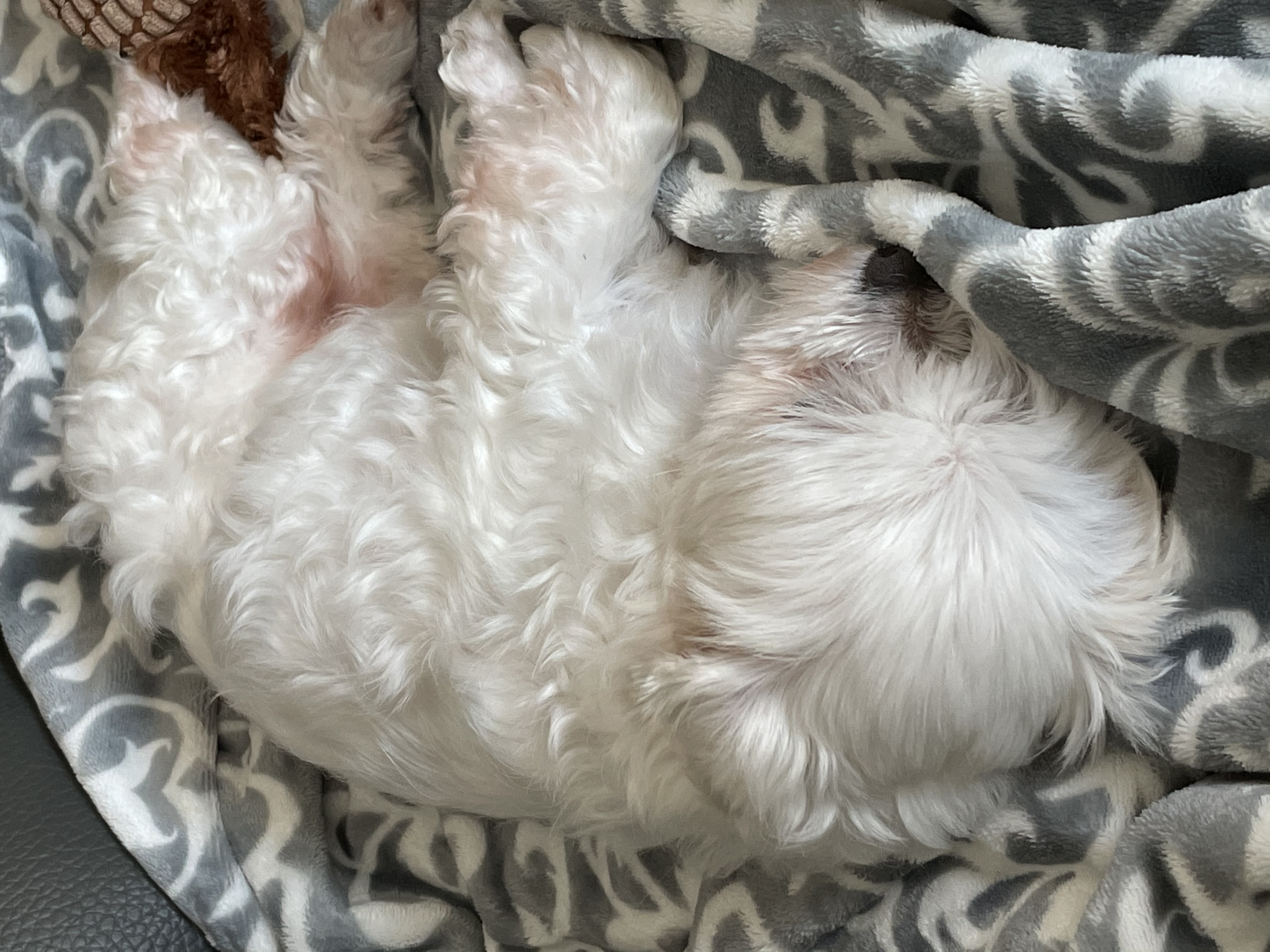 안녕하세요 곤지암 9엄마 팝콘이를 소개합니다