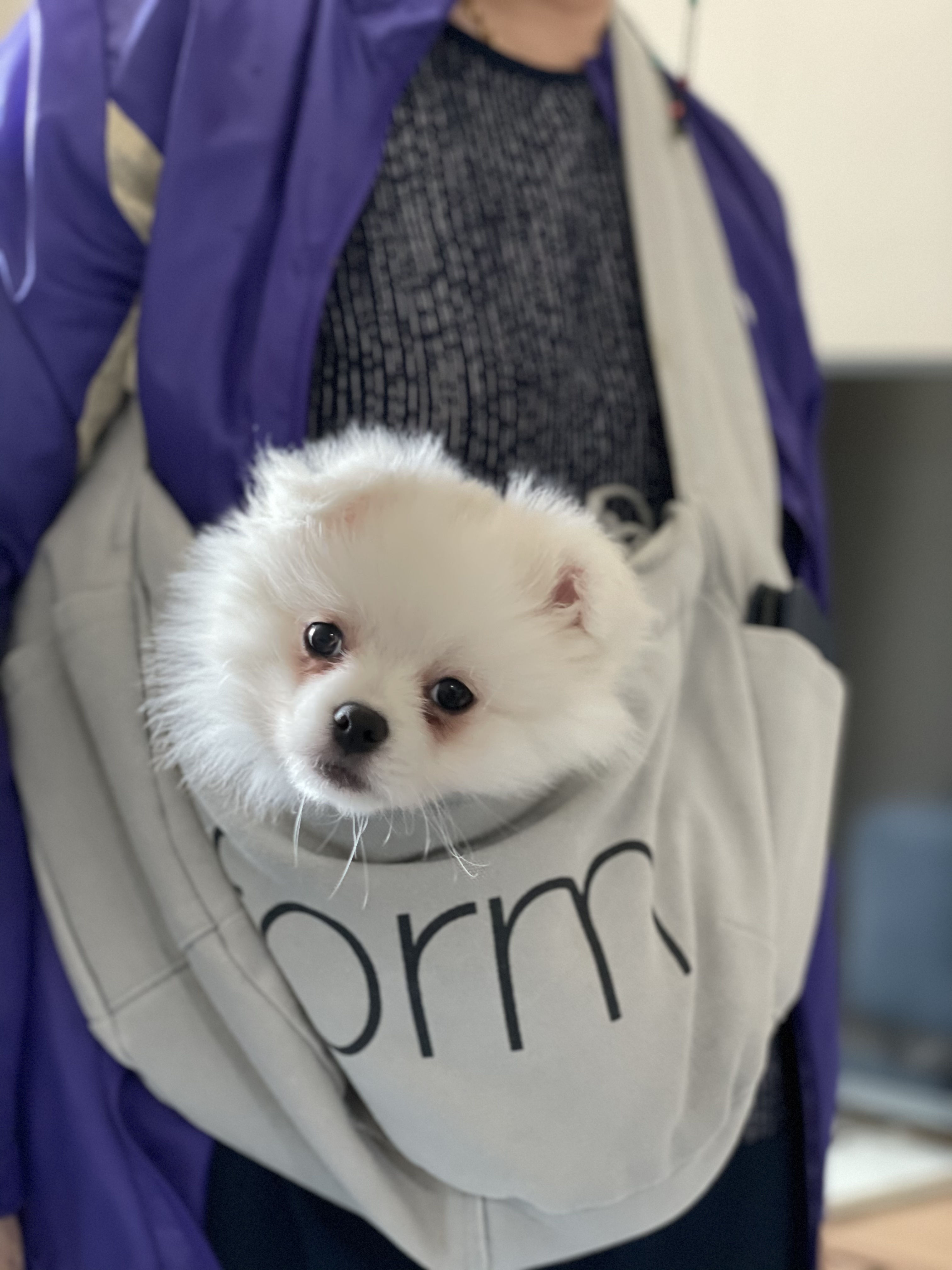 안녕하세요~~마사(복댕이) 입양후 일주일이에요~