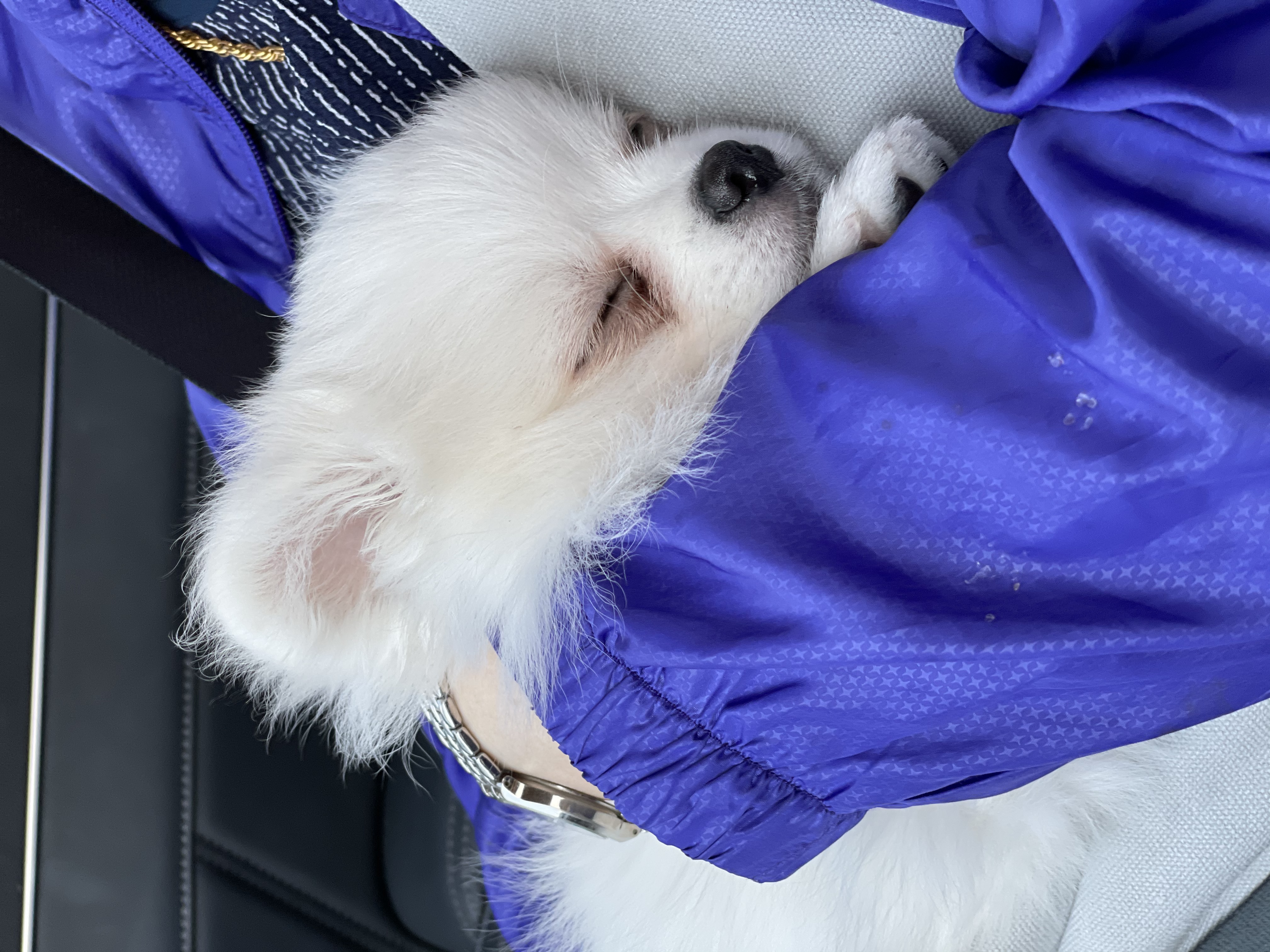 안녕하세요~~마사(복댕이) 입양후 일주일이에요~