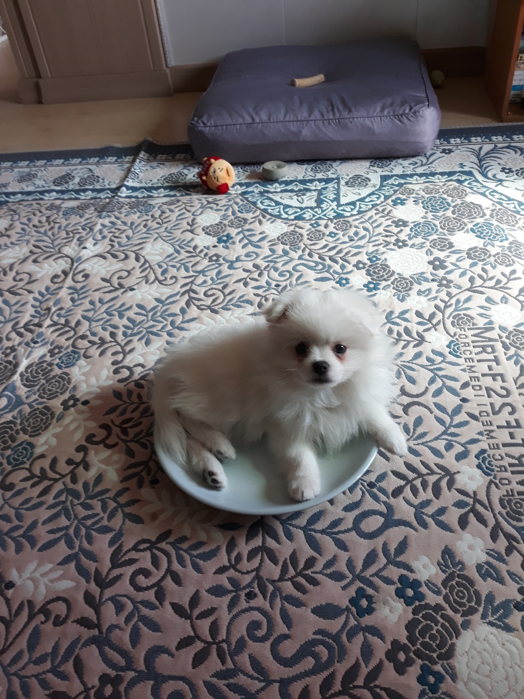 안녕하세요~~마사(복댕이) 입양후 일주일이에요~