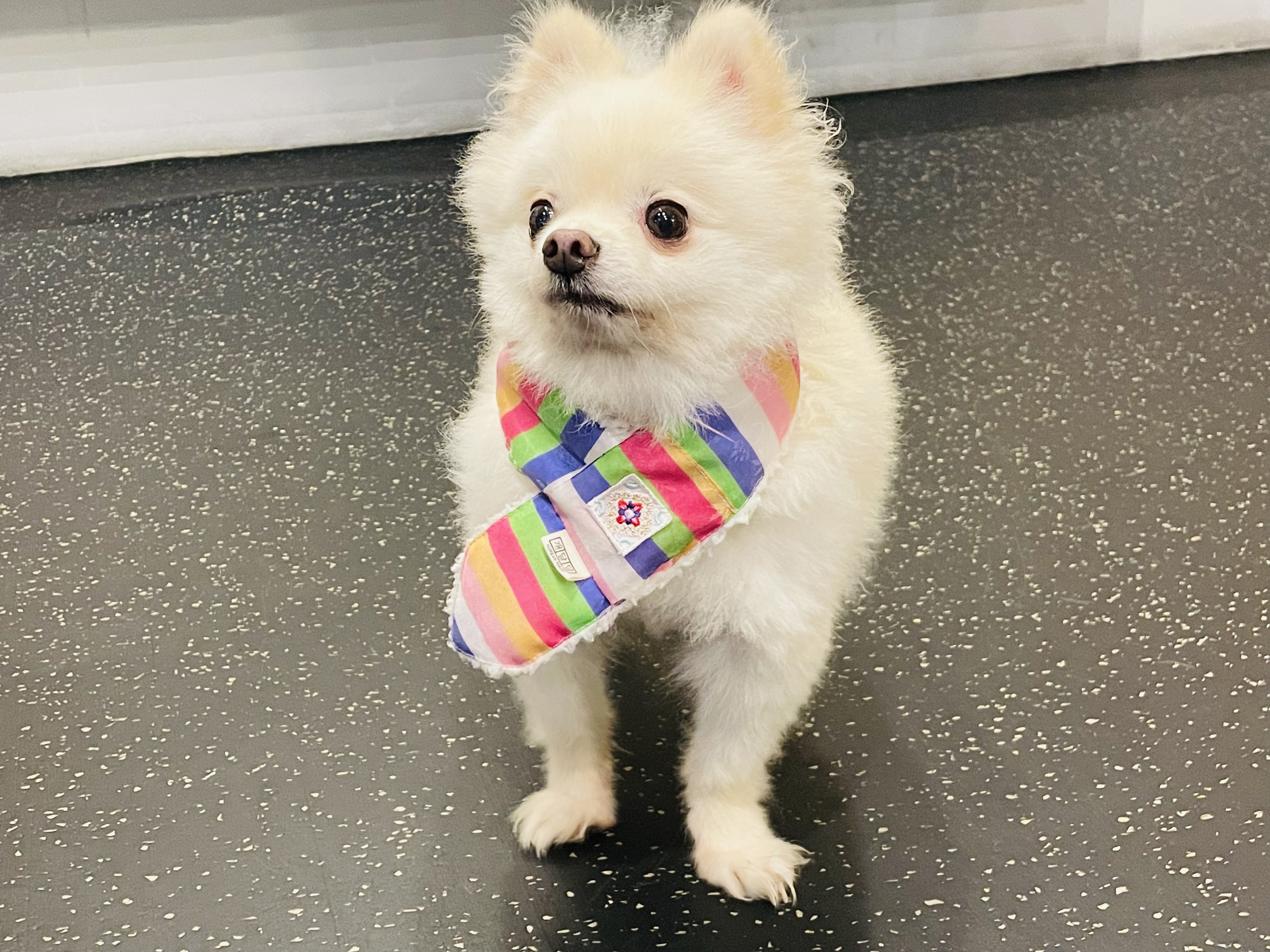 호이 입양 일기와 뽀아 임보 일기 