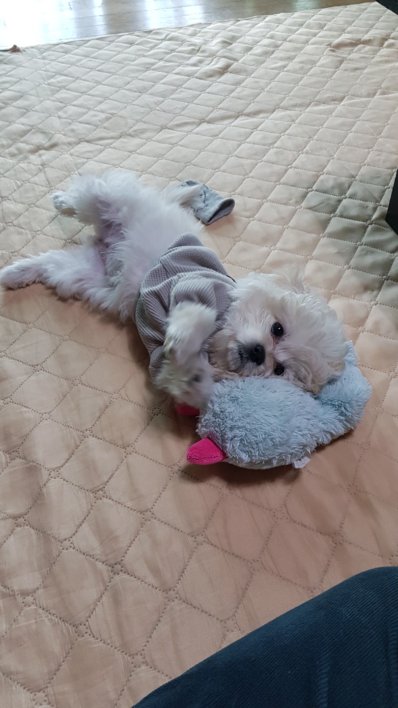 크림이(청삼이) 입양 1달 후 소식입니다~