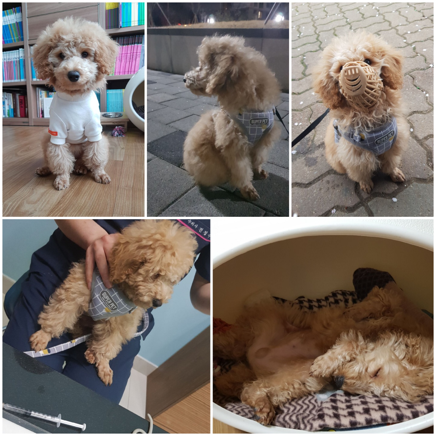 푸일이 (코코) 입양 후 한달 