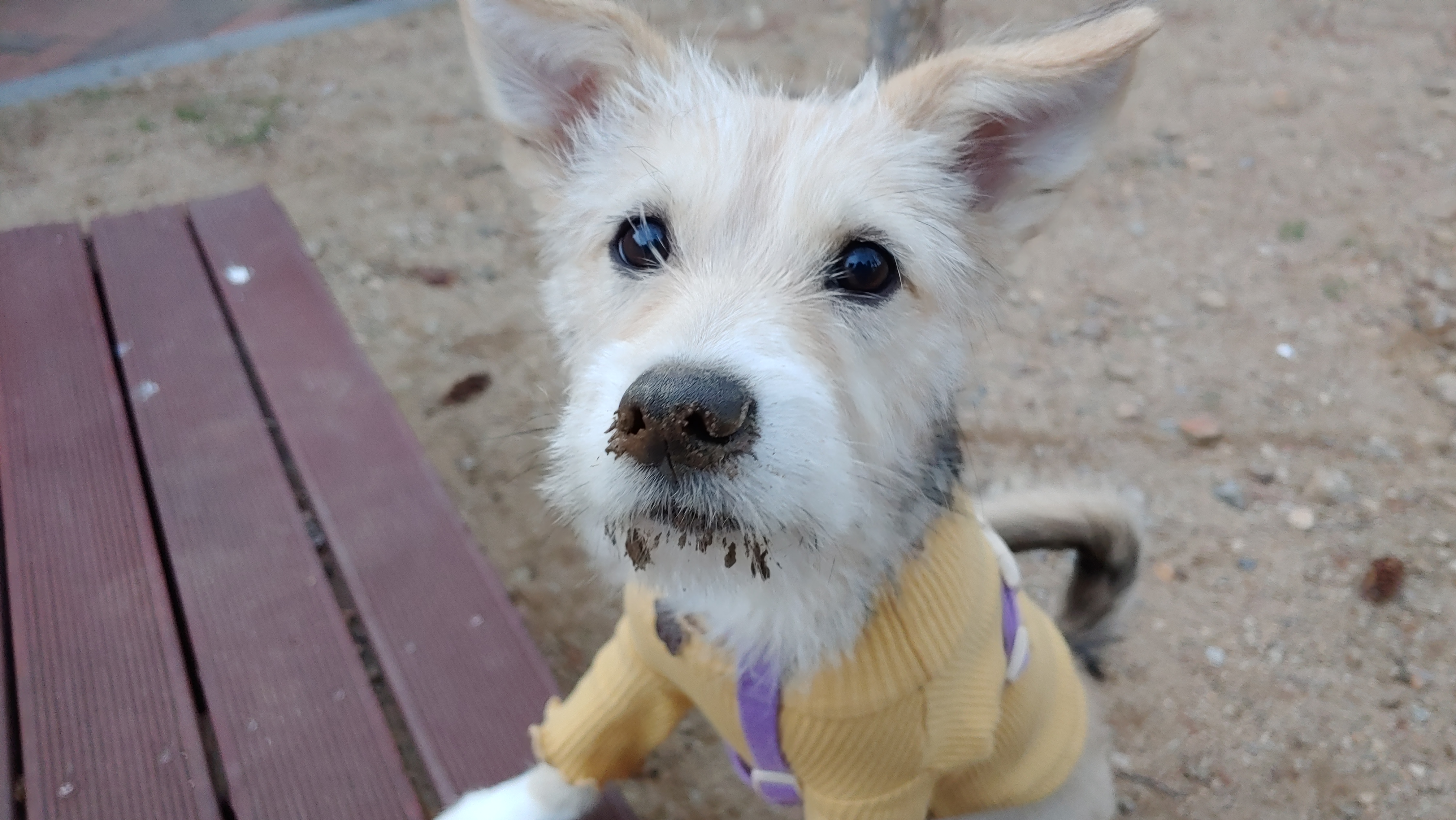 미루 (마노) 3개월 이야기