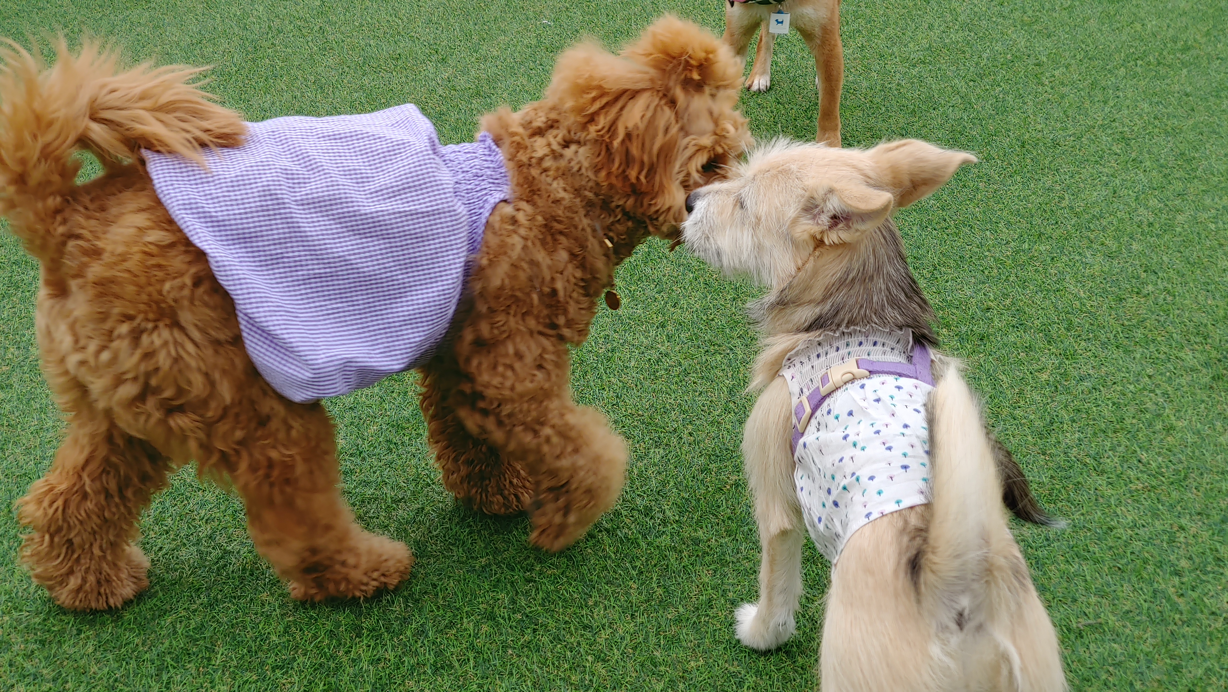 미루 (마노) 3개월 이야기