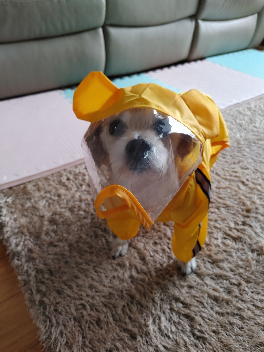 진이(前바비) 3개월차 소식입니다 ^0^