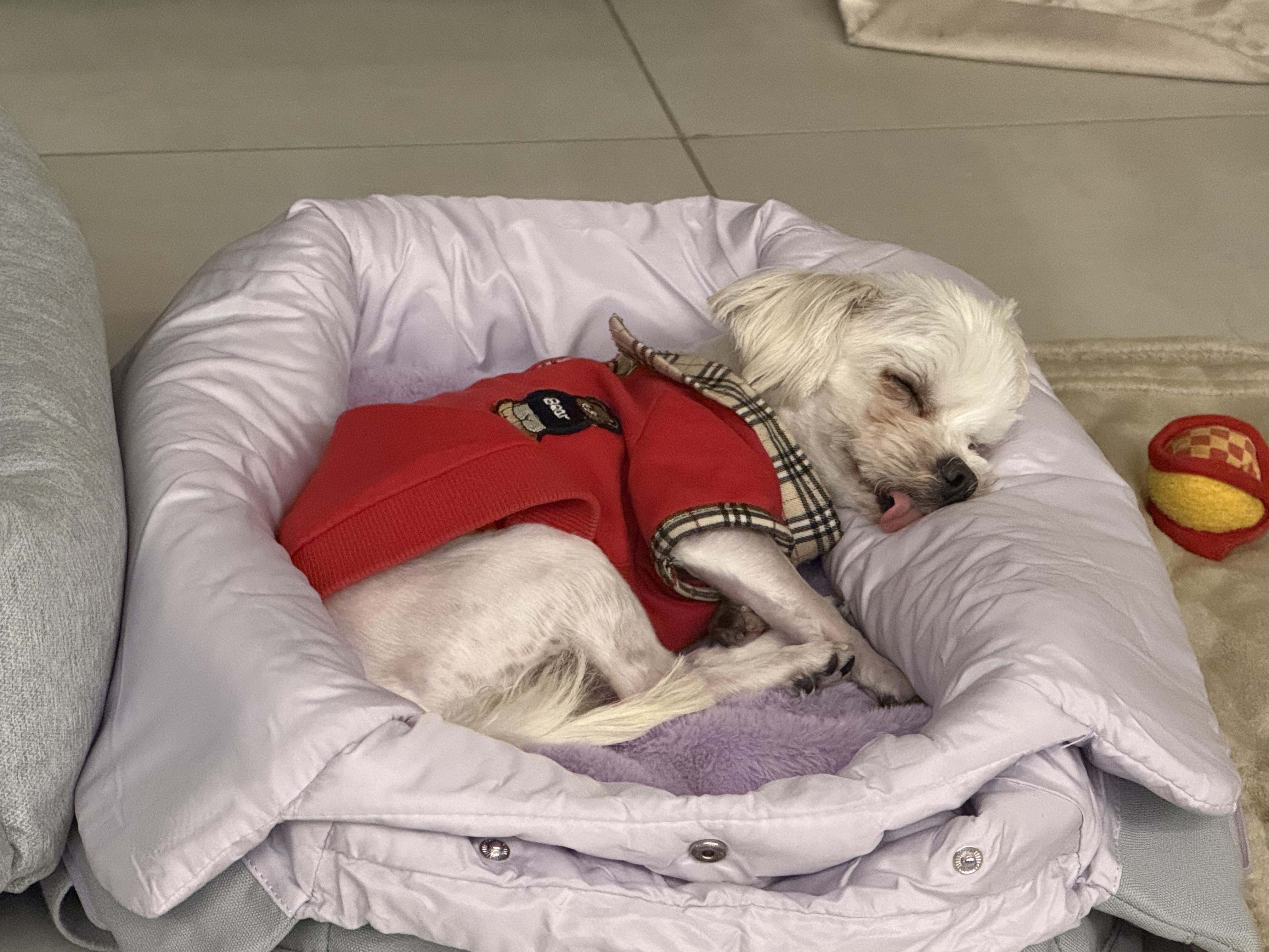 츄츄와 함께하는일상