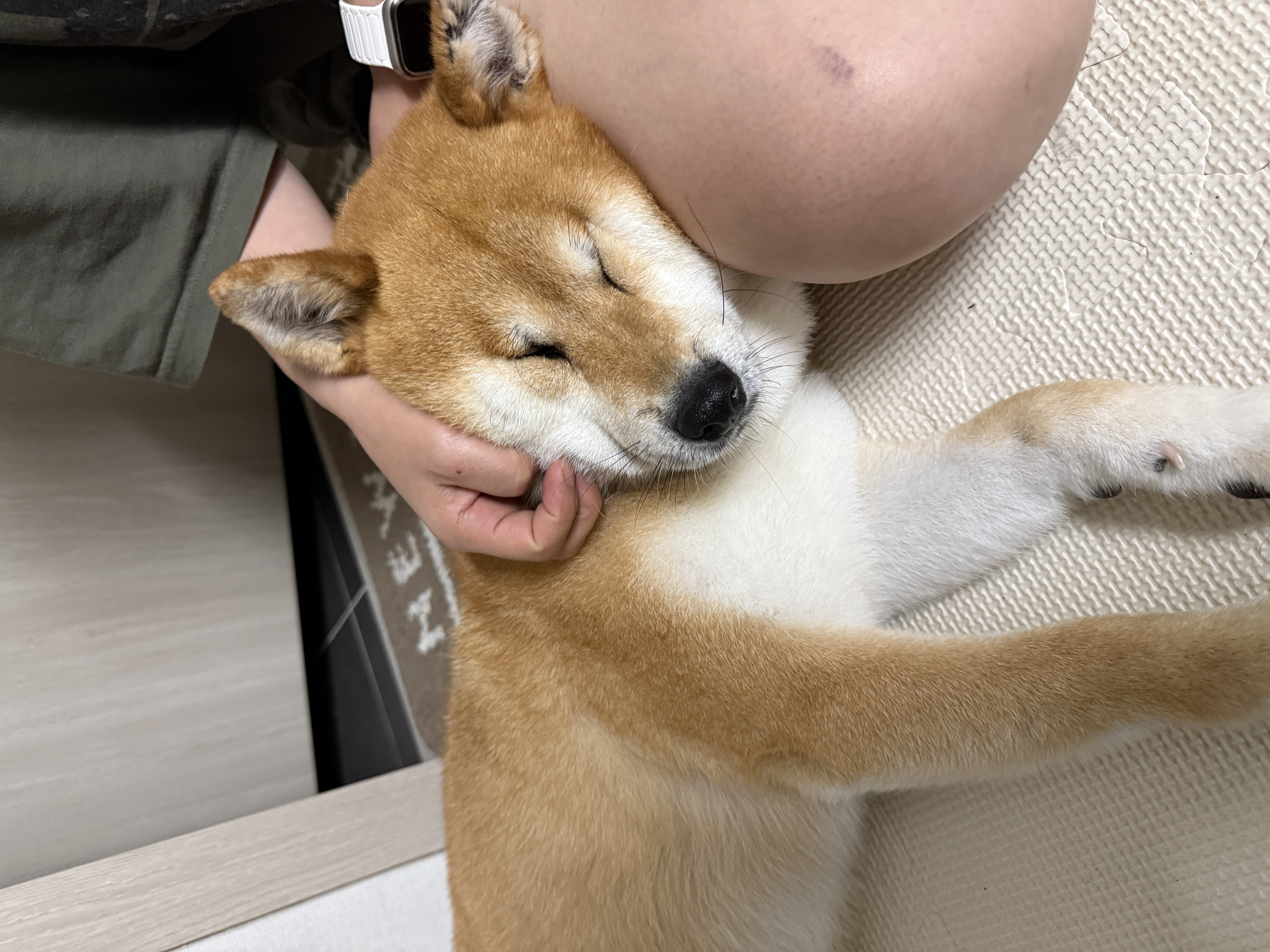 동배(쫑쫑이) 임보 한달 인사드립니다~~