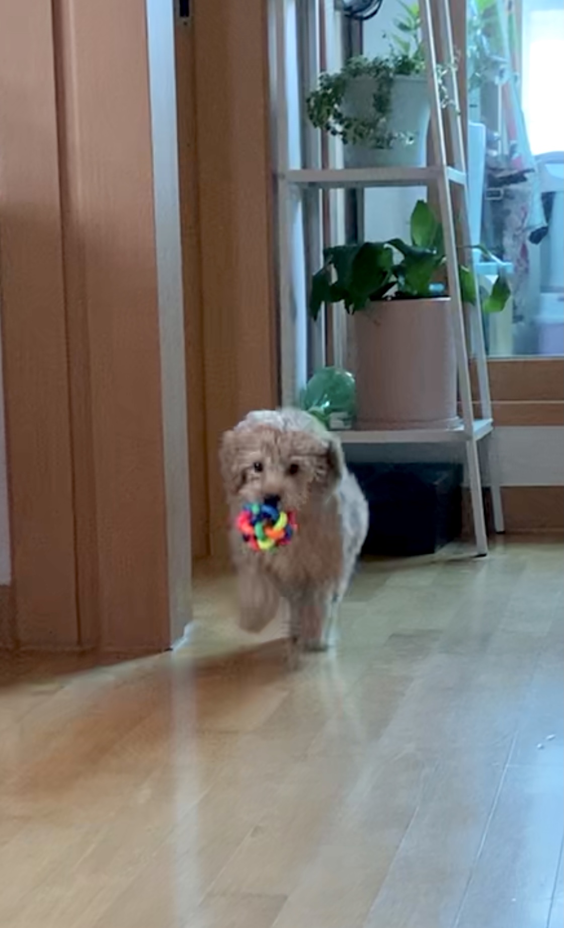 초이 한달 소식 전해드려요~^^(해삼이)