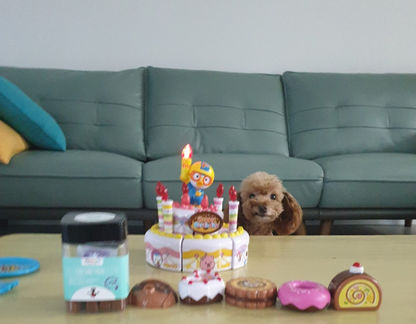 영천번식장 보들이 입양1주년기입니다