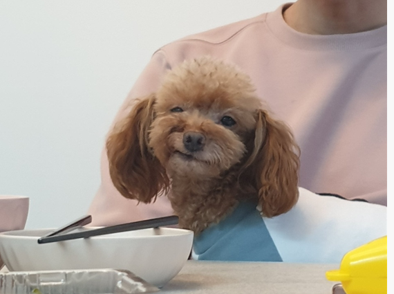 영천번식장 보들이 입양1주년기입니다