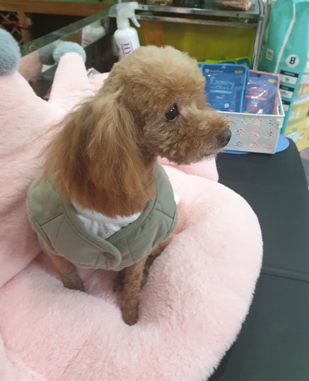 영천번식장 보들이 입양1주년기입니다