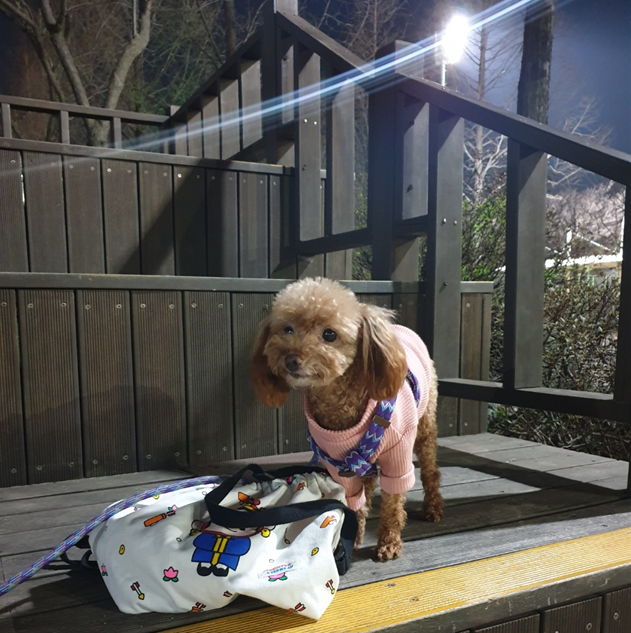 영천번식장 보들이 입양1주년기입니다