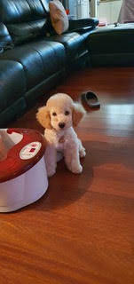 입양후기 - 1주일차 (곤지암-94 해일이)