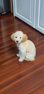 입양후기 - 1주일차 (곤지암-94 해일이)