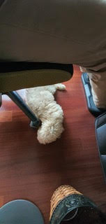 입양후기 - 1주일차 (곤지암-94 해일이)