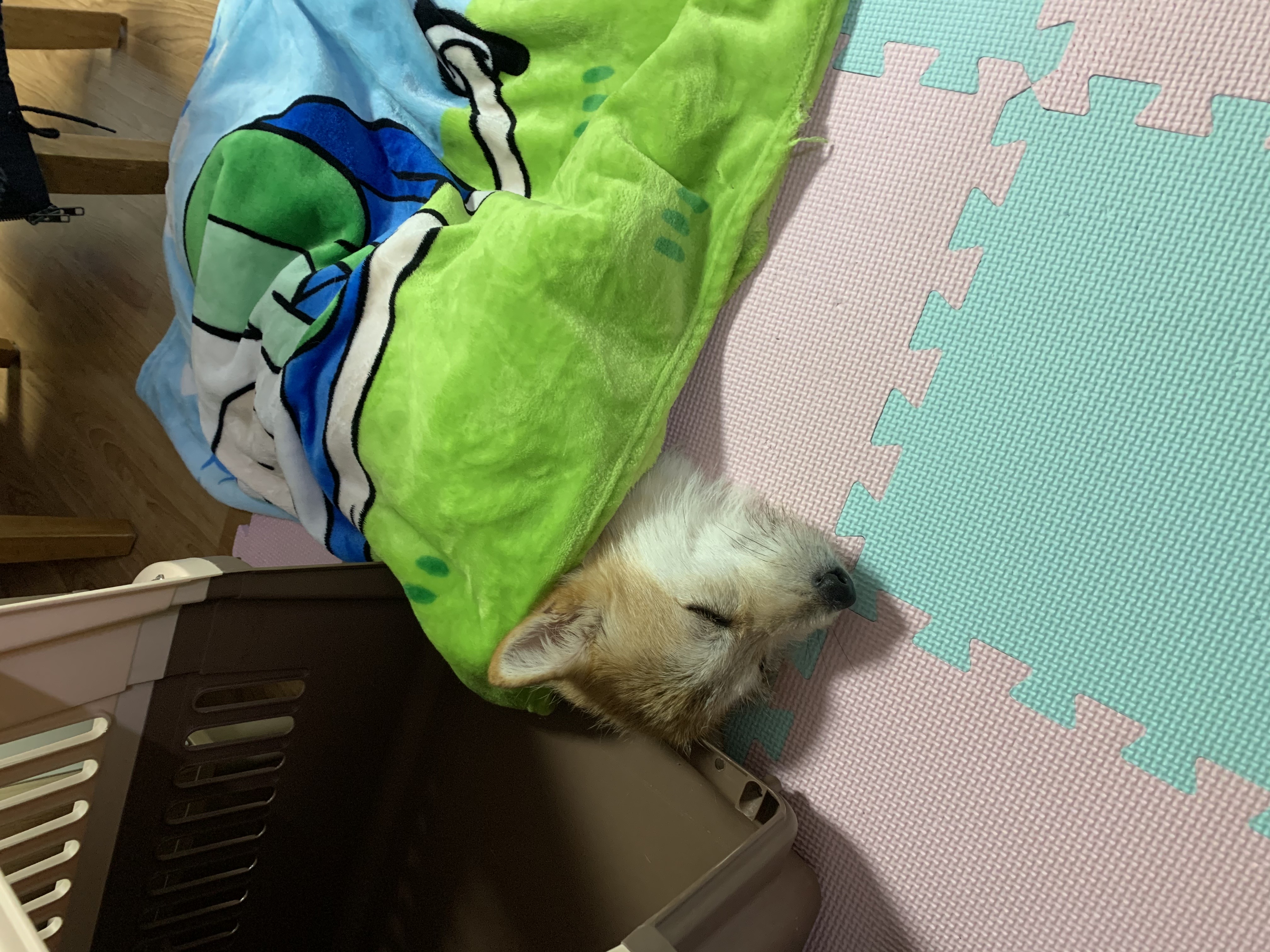 보들이(순애) 3개월 차 이야기♥