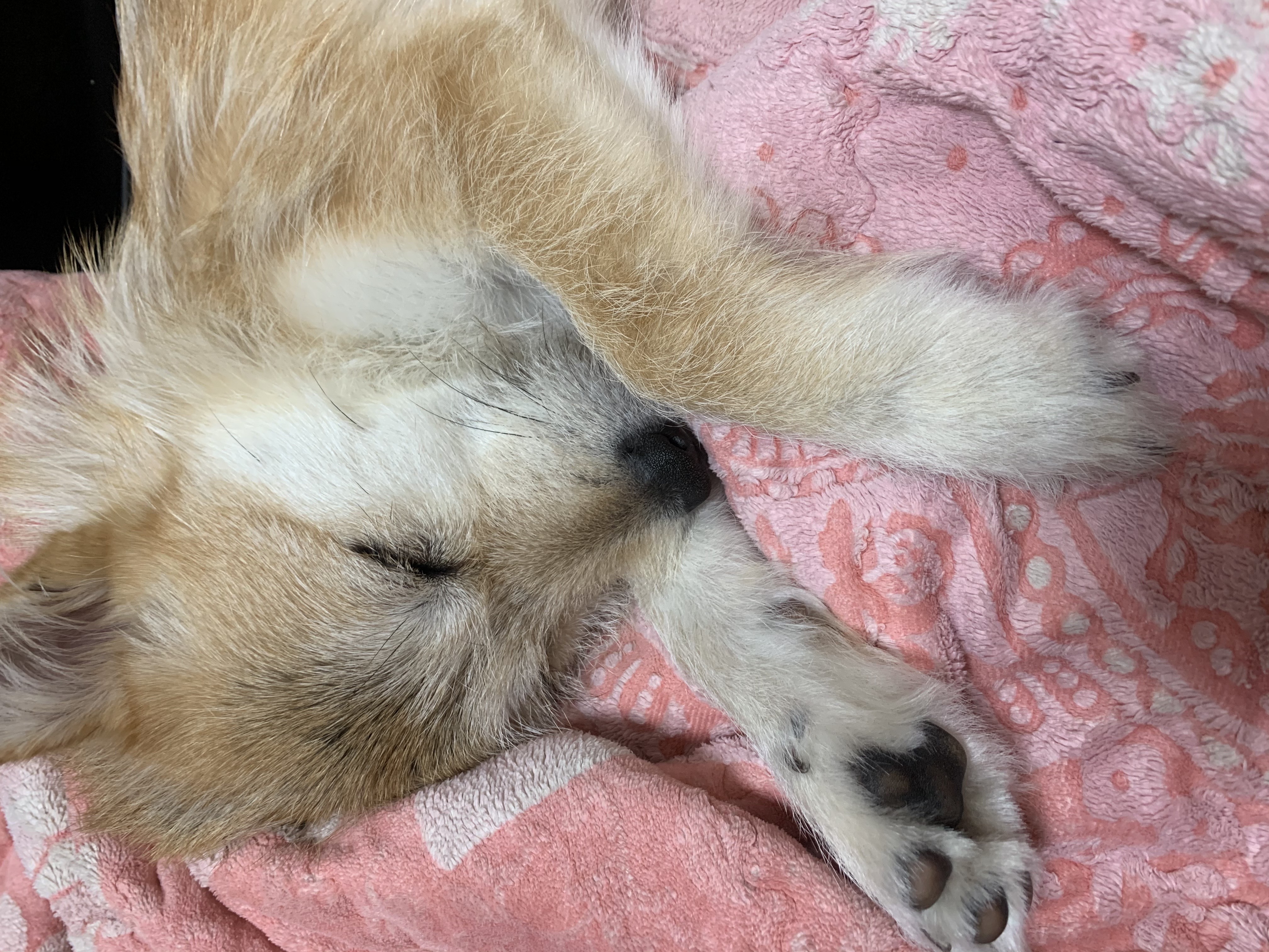 보들이(순애) 3개월 차 이야기♥